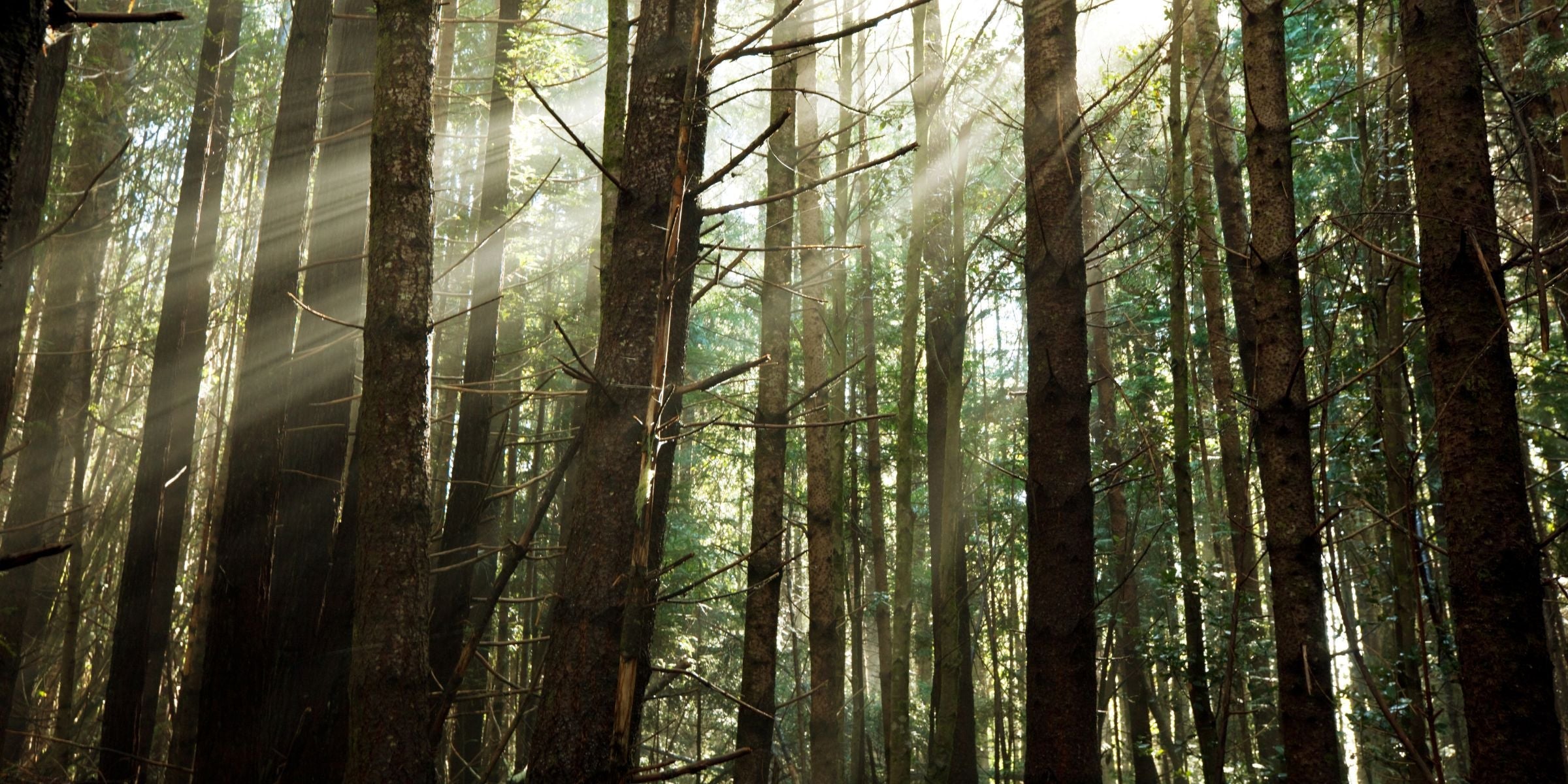 Woody Scents Collection of fragrance oils for diffusers