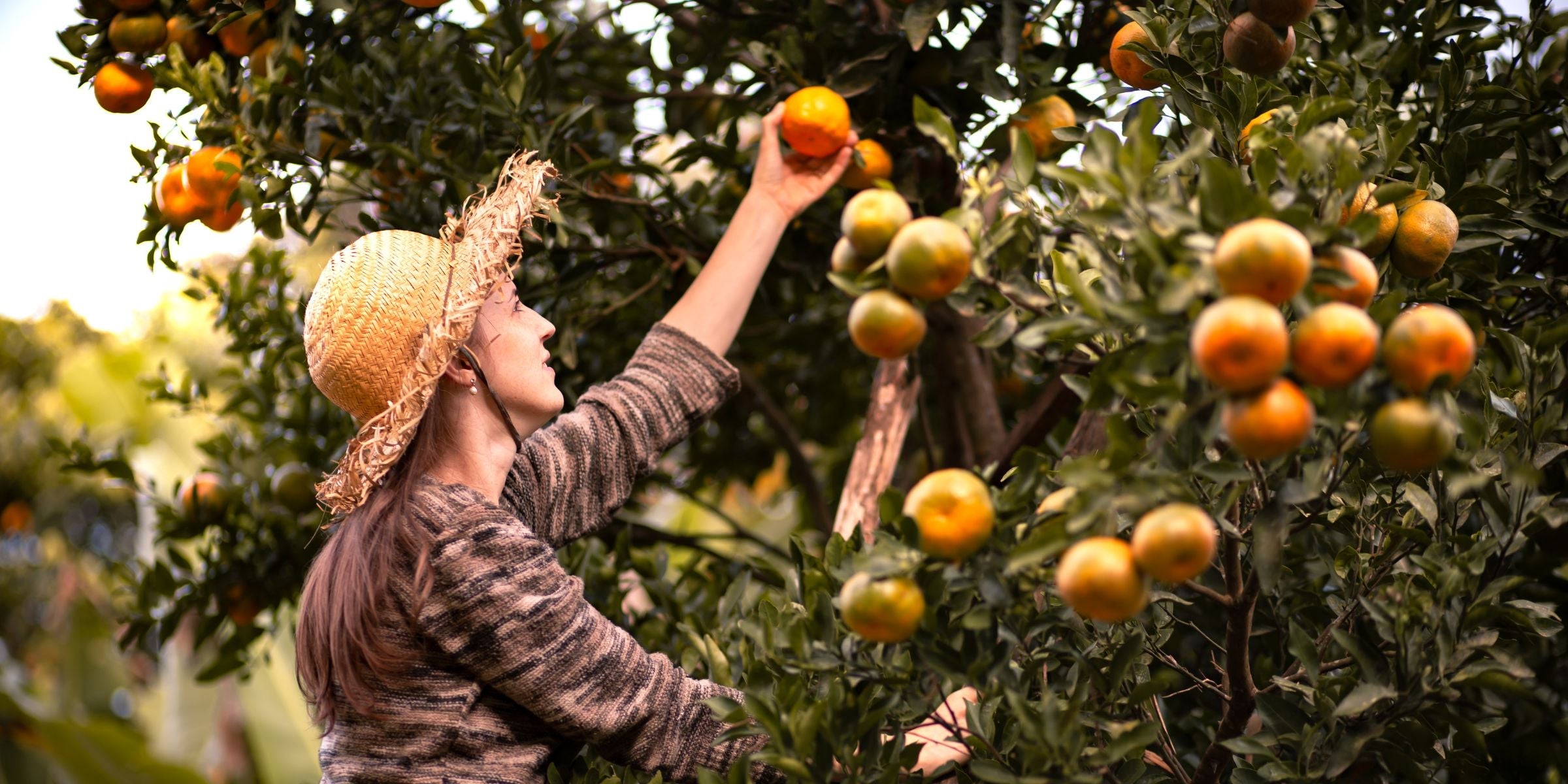 The Citrus Grove Collection of aroma oils for diffusers