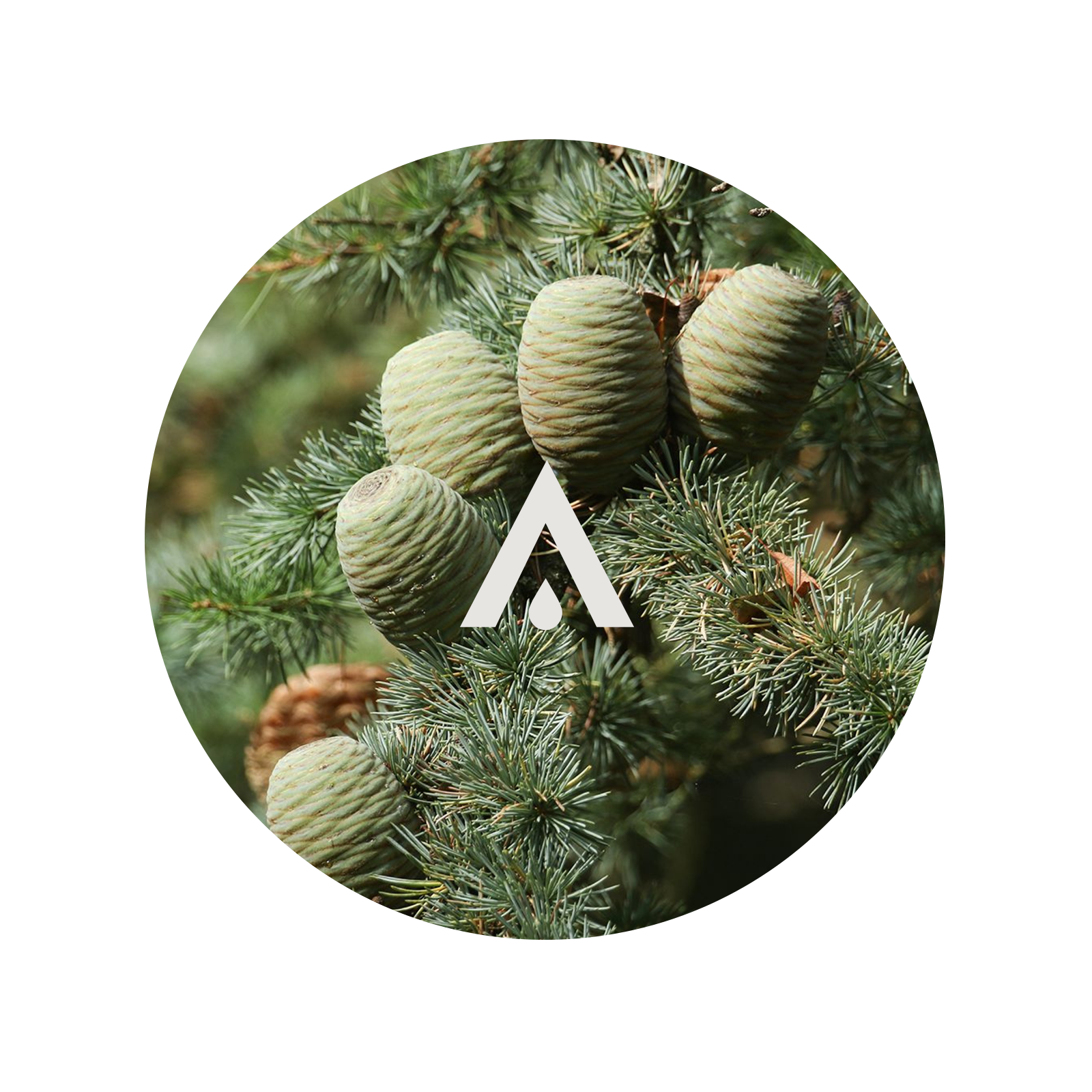 Close-up of pine cones on a pine branch with a logo overlay