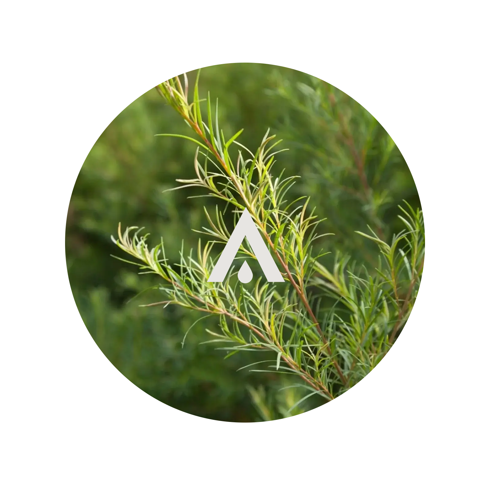 Close-up of a tea tree branch with a white logo in the center