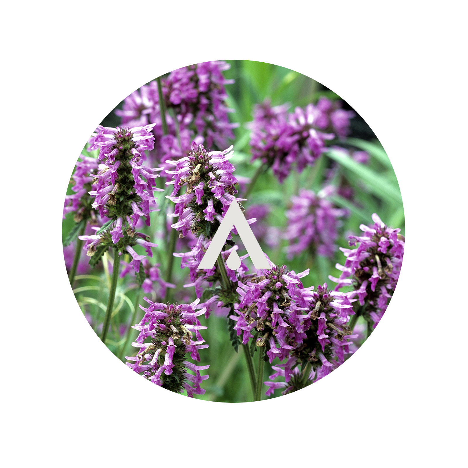 Close-up of patchouli flowers