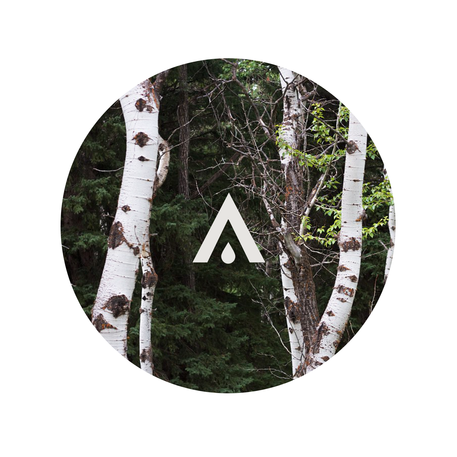 White Birch and Oakmoss aroma oil