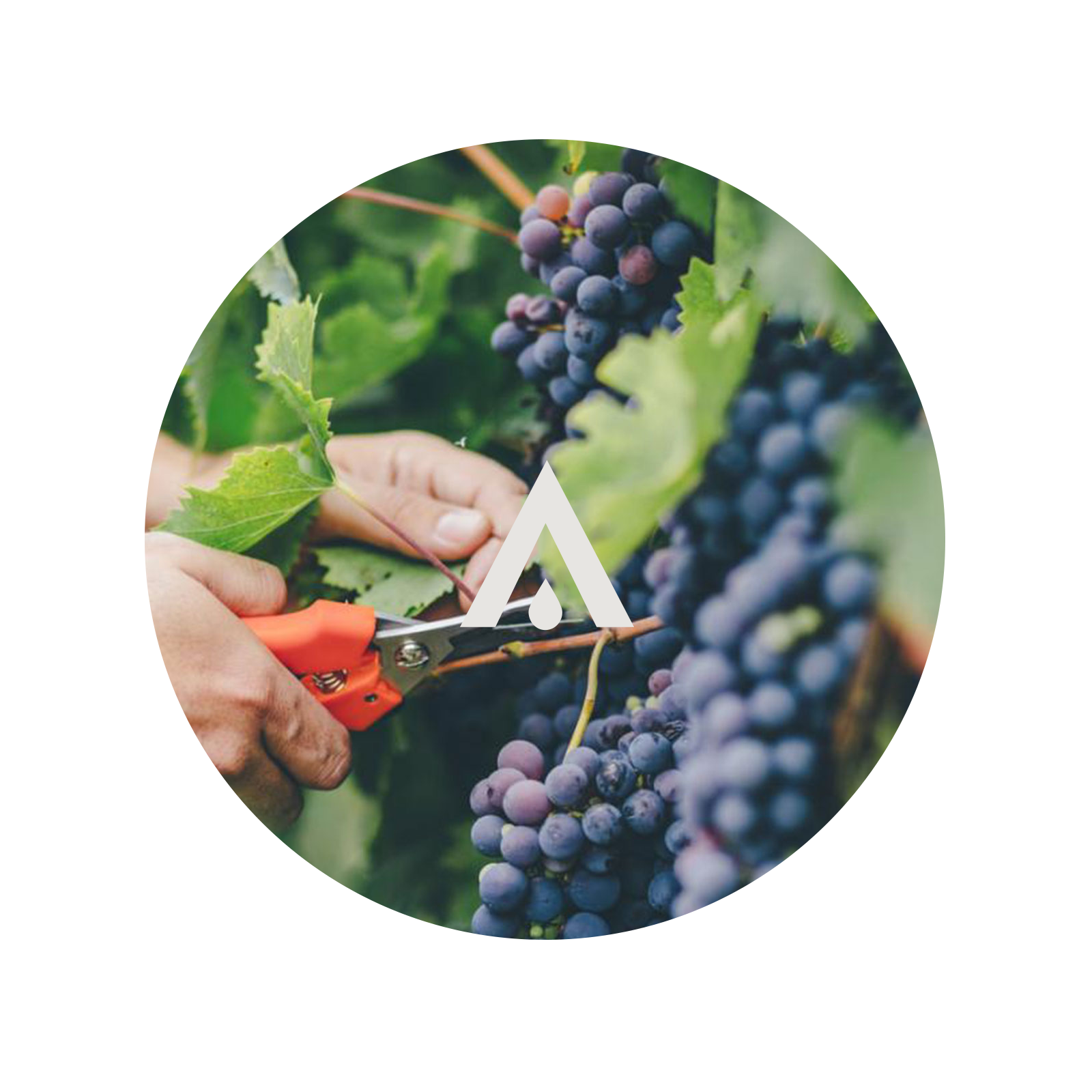 Grape Vine Aroma Oil