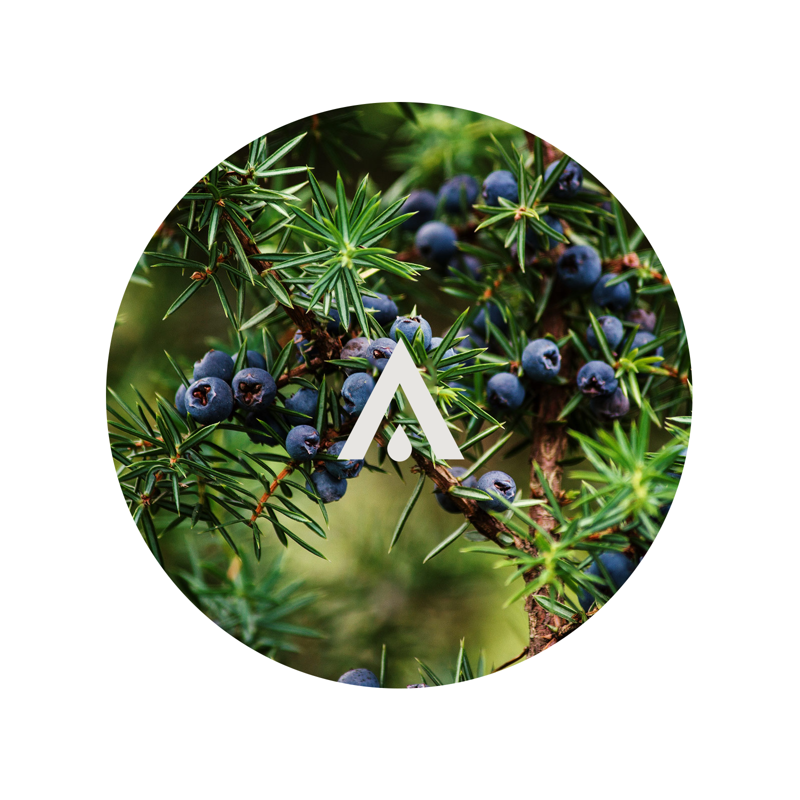 Juniper and Spruce Aroma Oil for diffusers