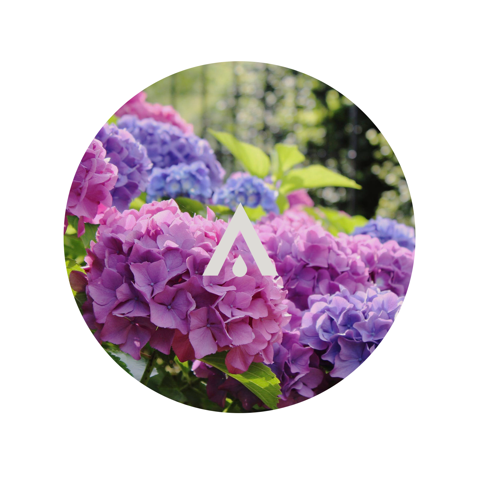 Hydrangea Garden Aroma Oil for diffusers