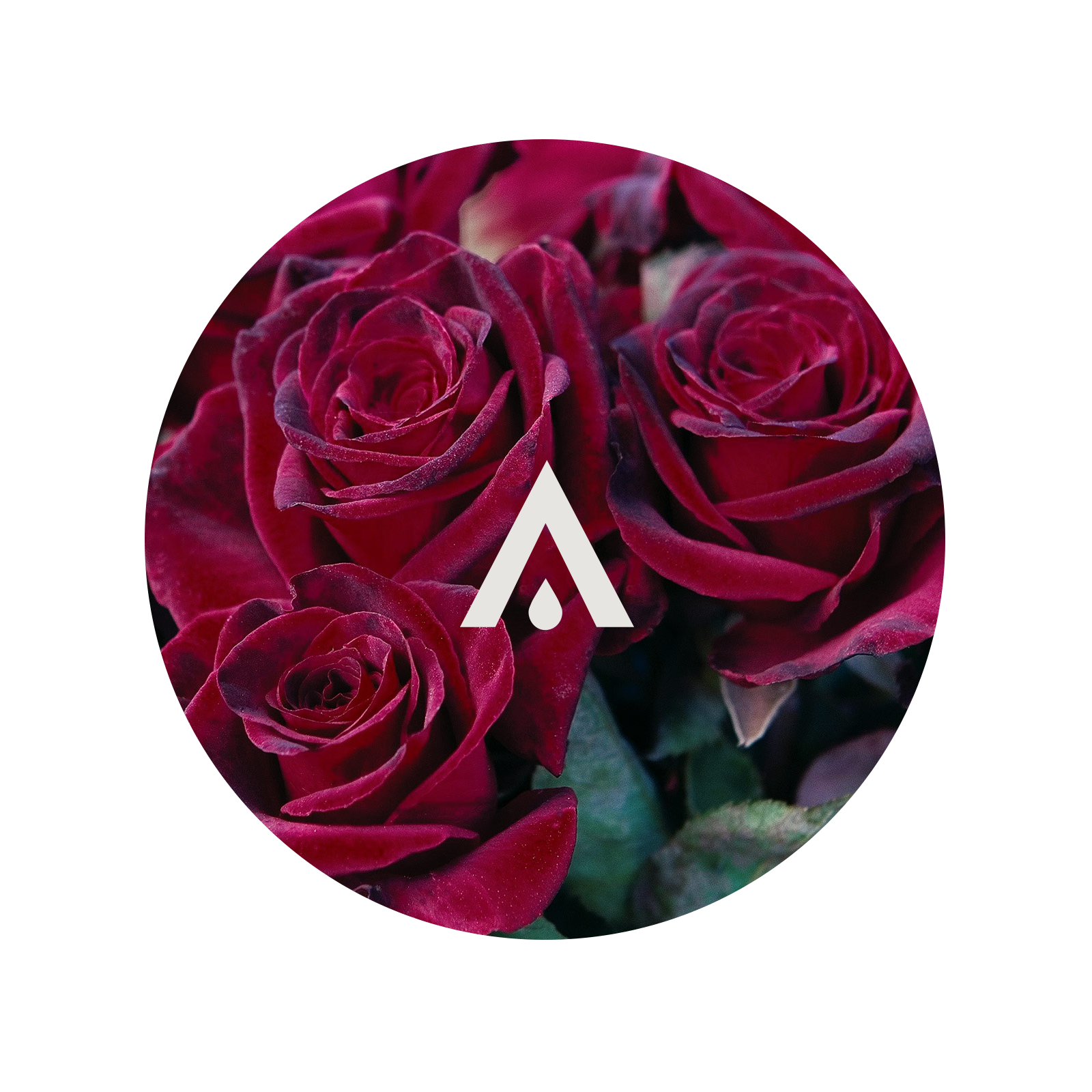 Black Baccara Aroma Oil for diffusers