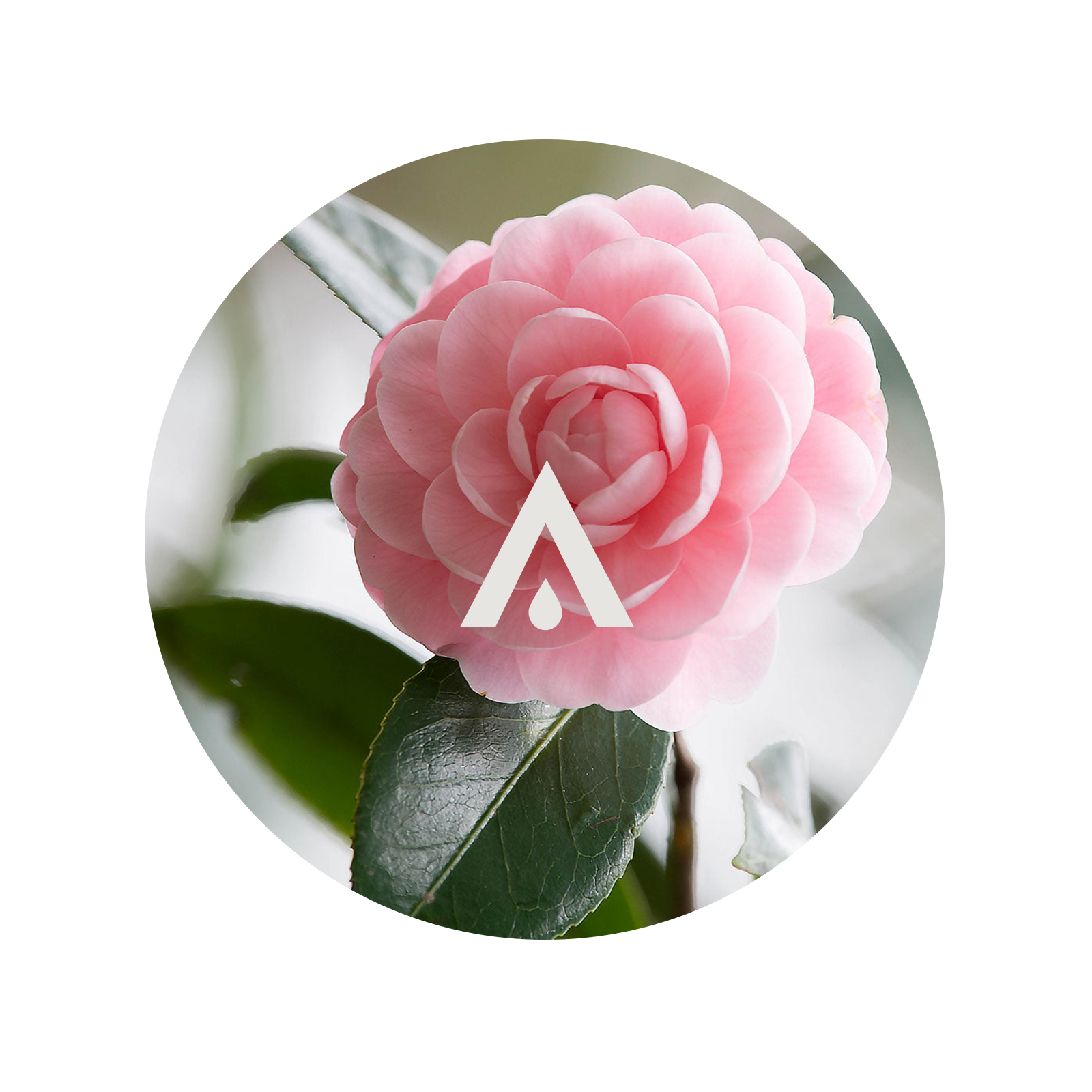 Japonica Aroma Oil for diffusers