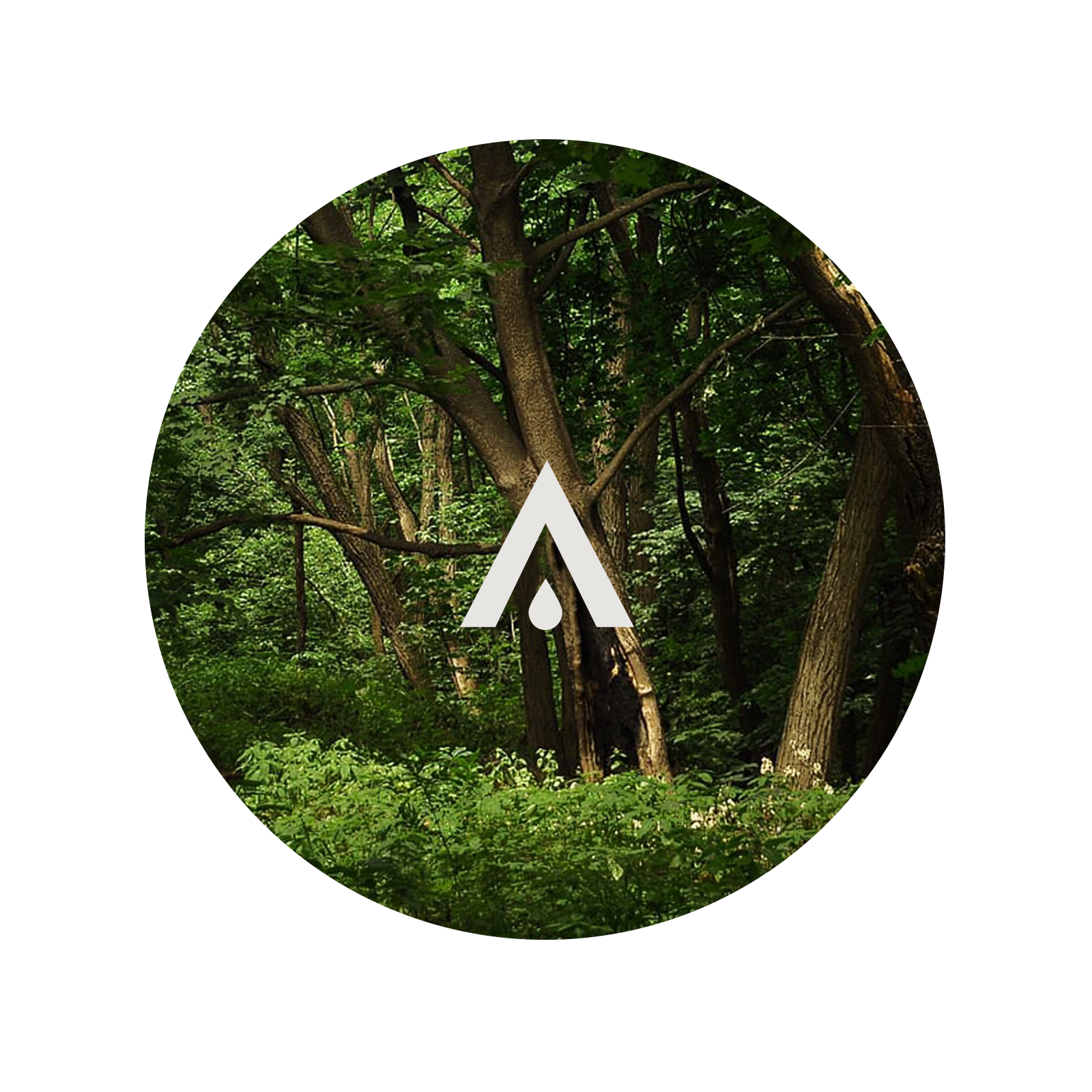 Guaiac Forest Aroma Oil for diffusers