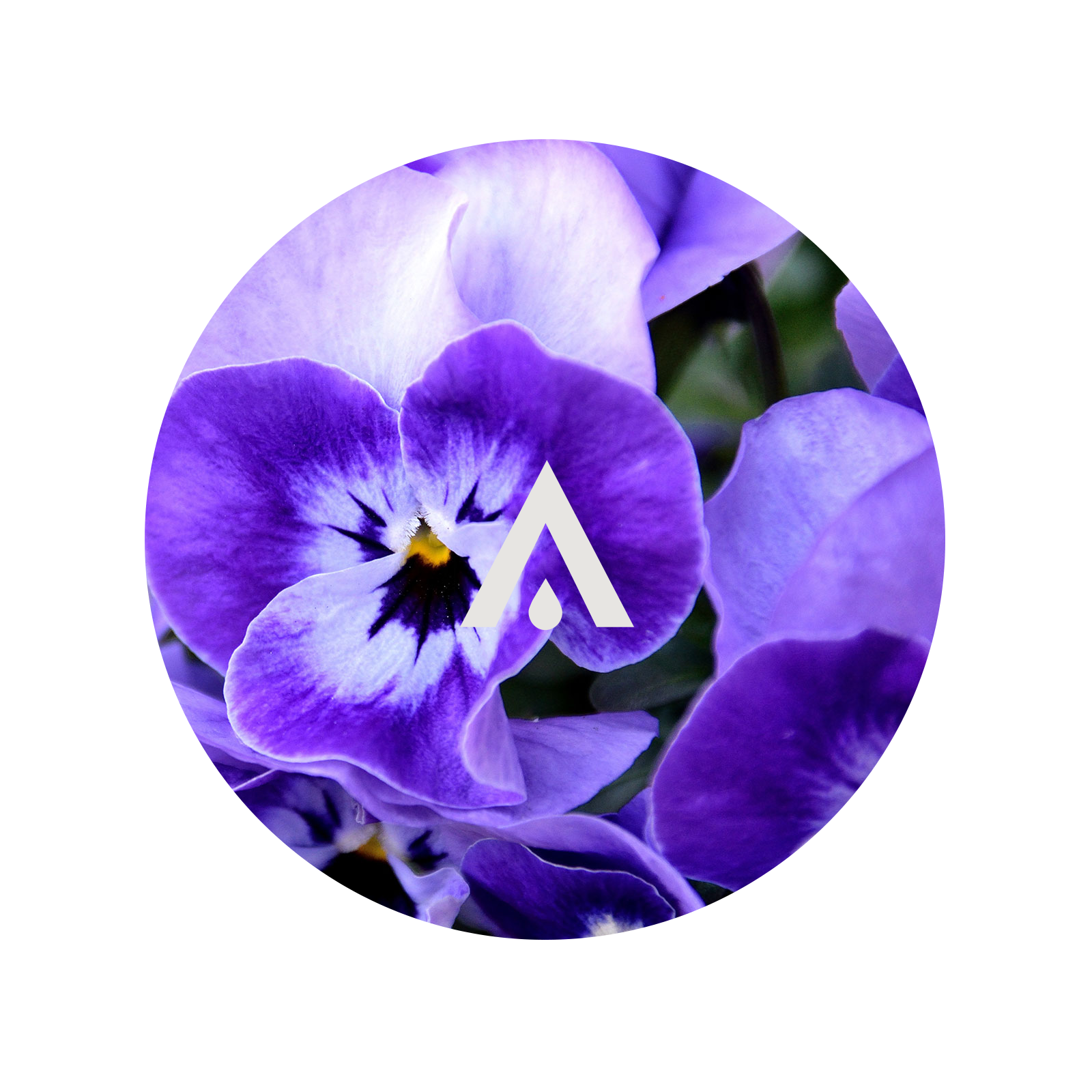 Blue Violet Aroma Oil for diffusers
