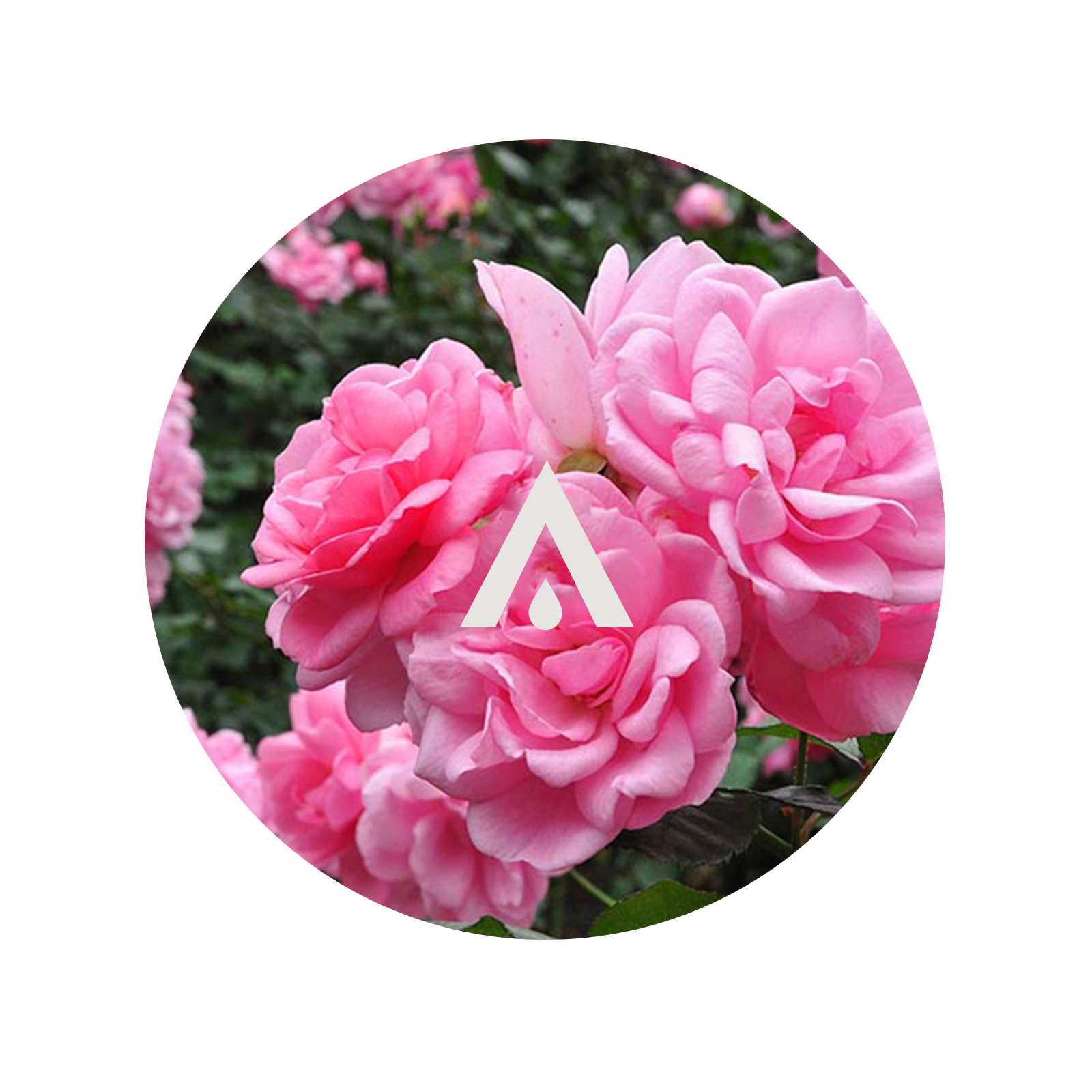 Rose Garden Aroma Oil for diffusers