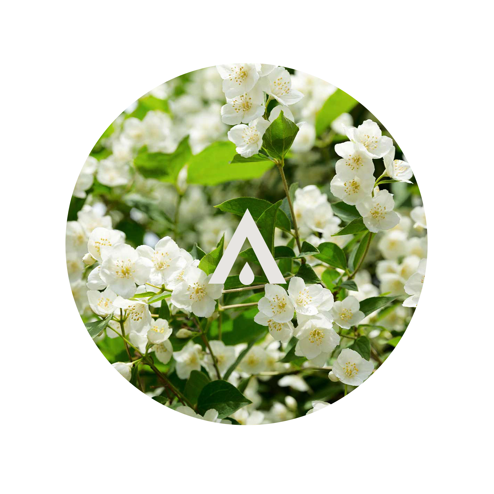 Jasmine Aroma Oil for diffusers