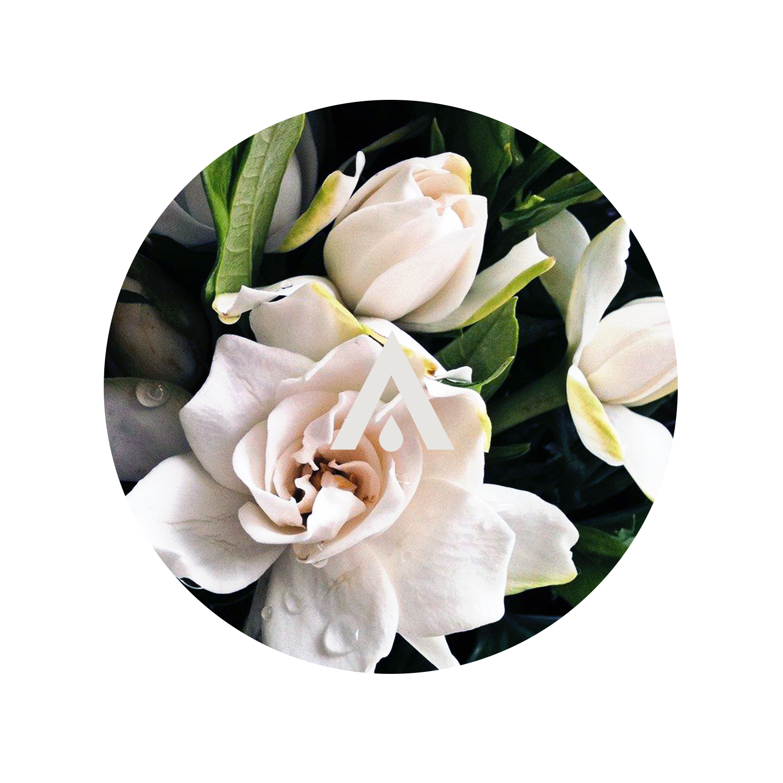 Tahitian Gardenia Aroma Oil for diffusers