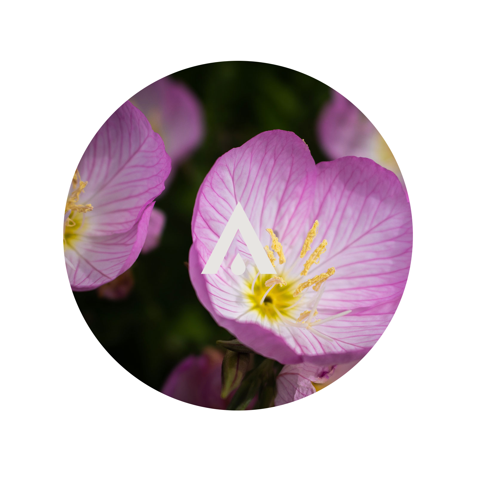 Pink Evening Primrose Aroma Oil for diffusers
