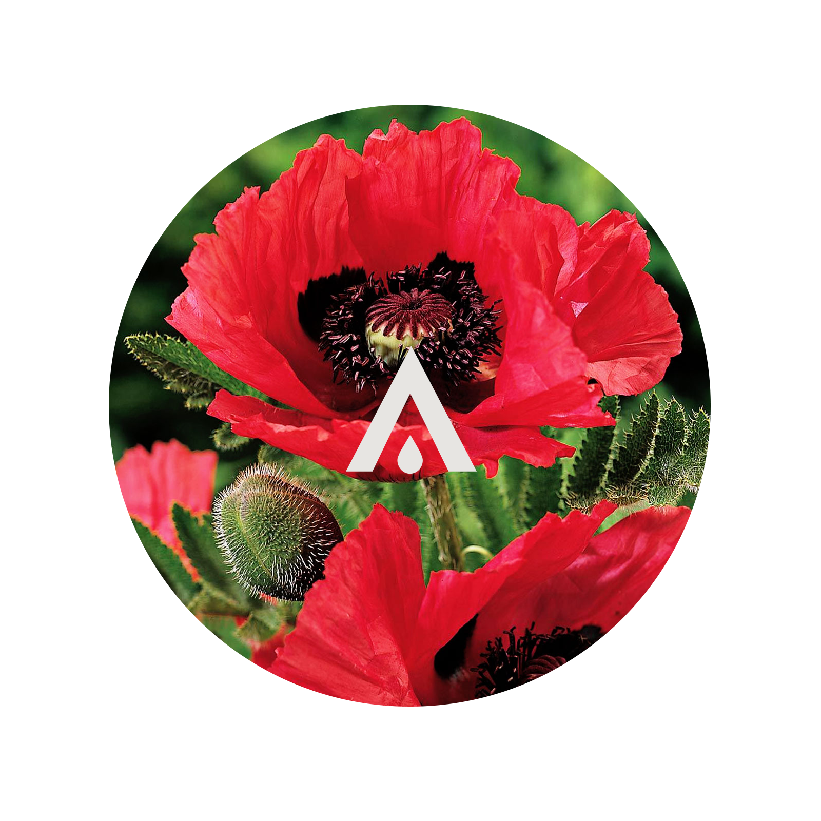 Oriental Poppy Aroma Oil for diffusers