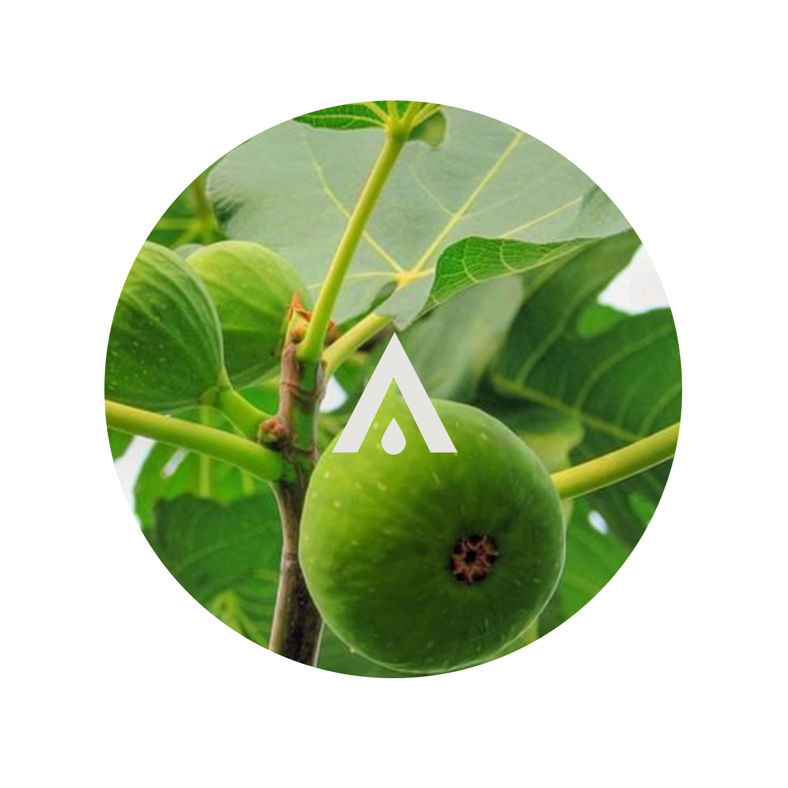 Wild Fig Aroma Oil for diffusers