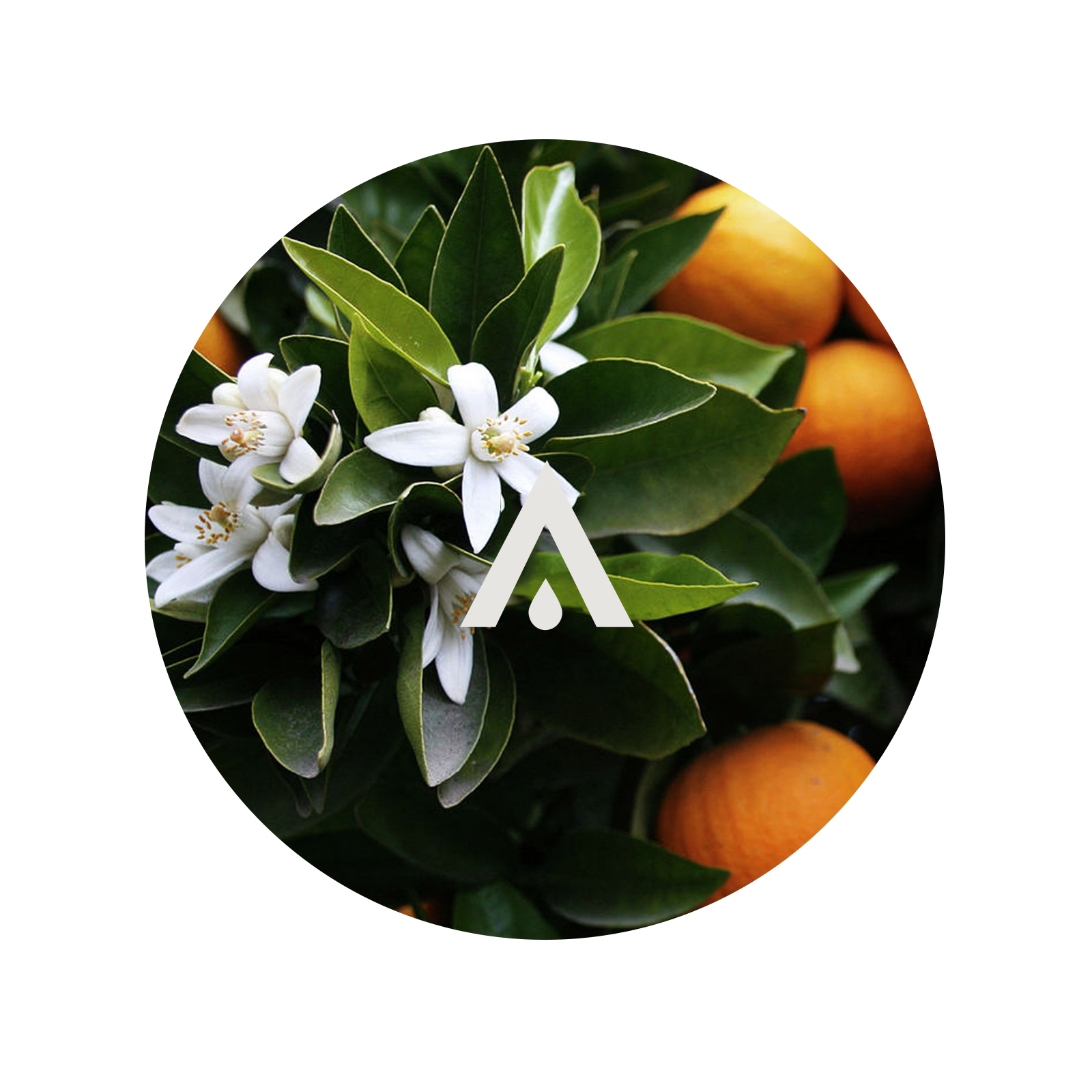 Orange Flower Aroma Oil for Diffusers