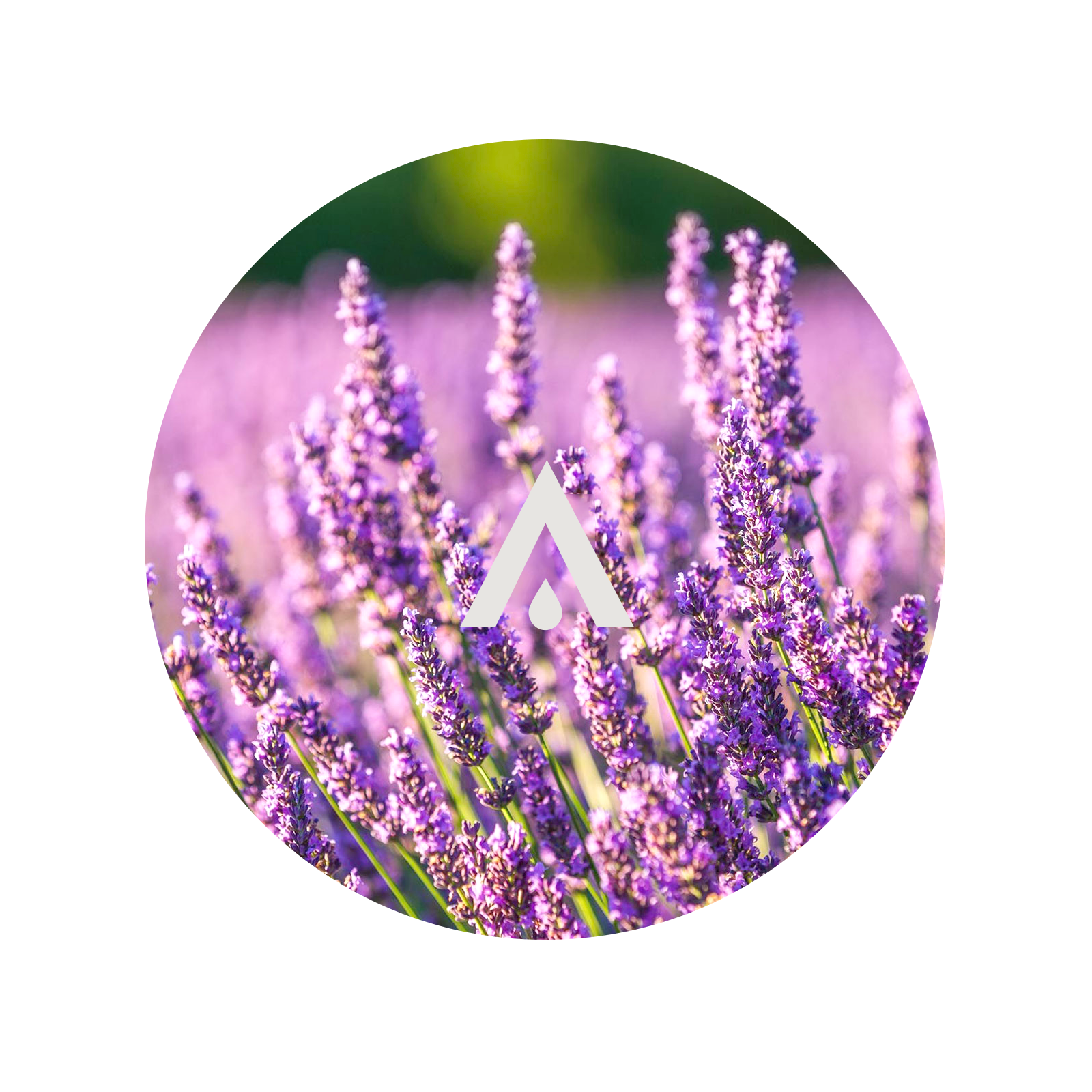 Lavender Garden Aroma Oil for diffusers