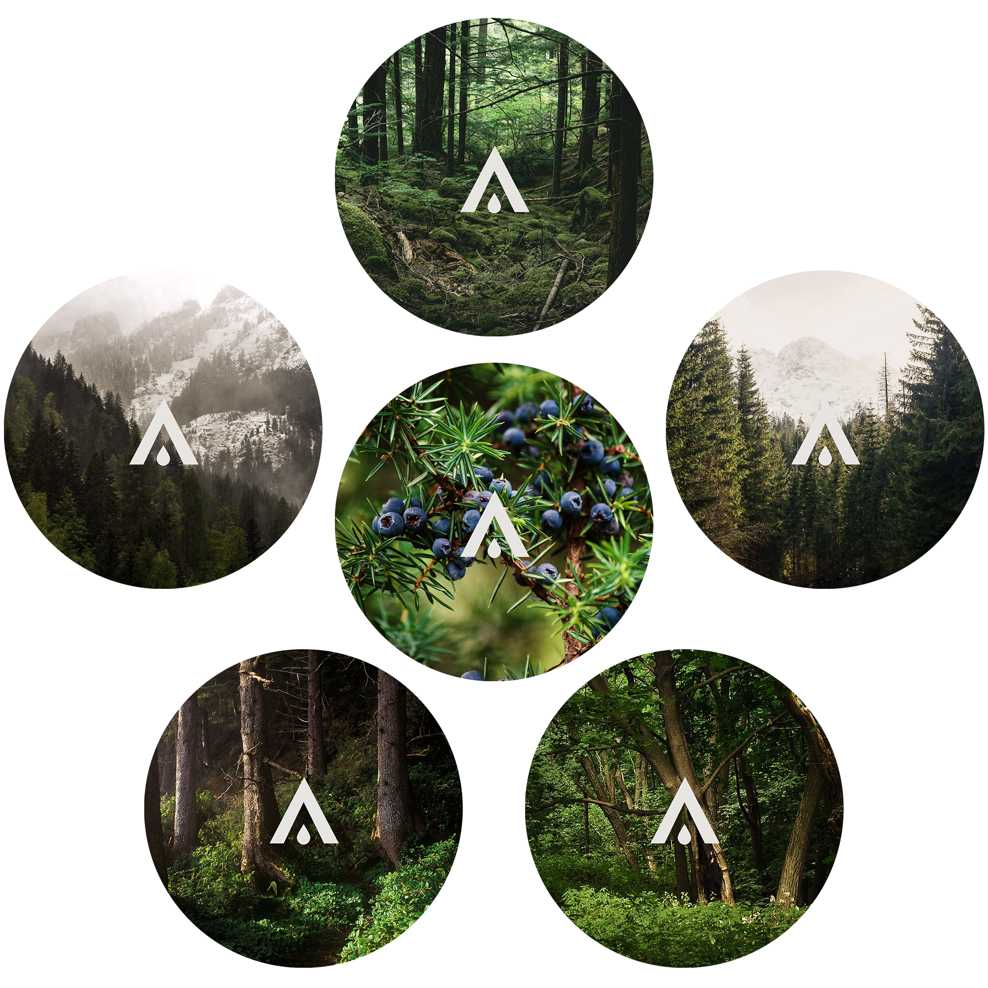 The Forest Collection Discovery Kit fragrances included in the set