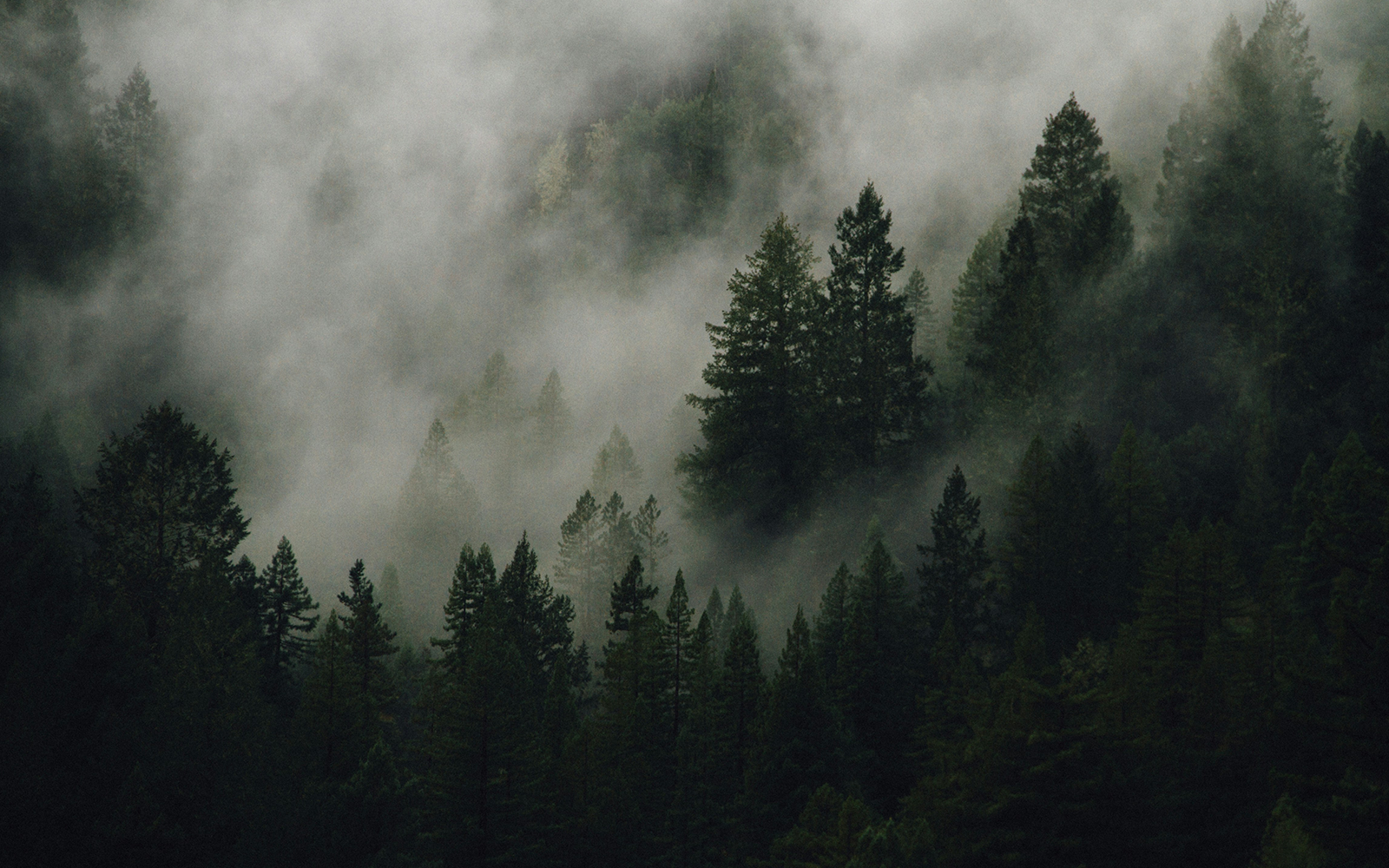 The boreal Rus fragrance oil bundle