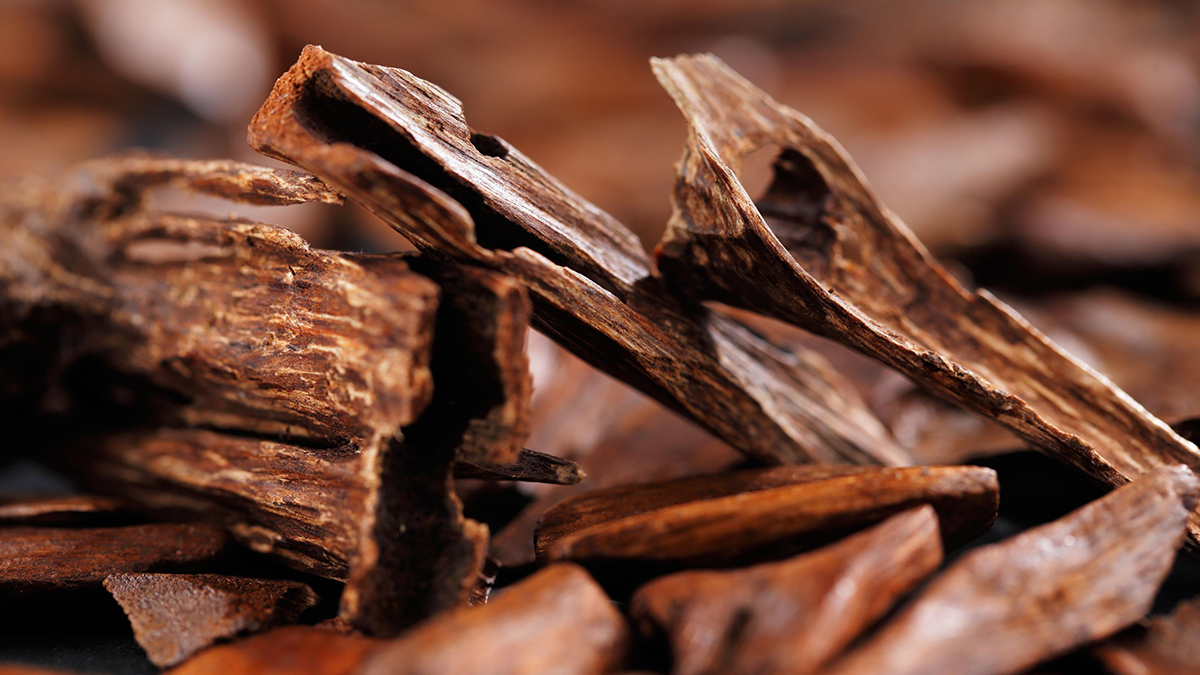 The Creamy Woods Diffuser Oil Bundle