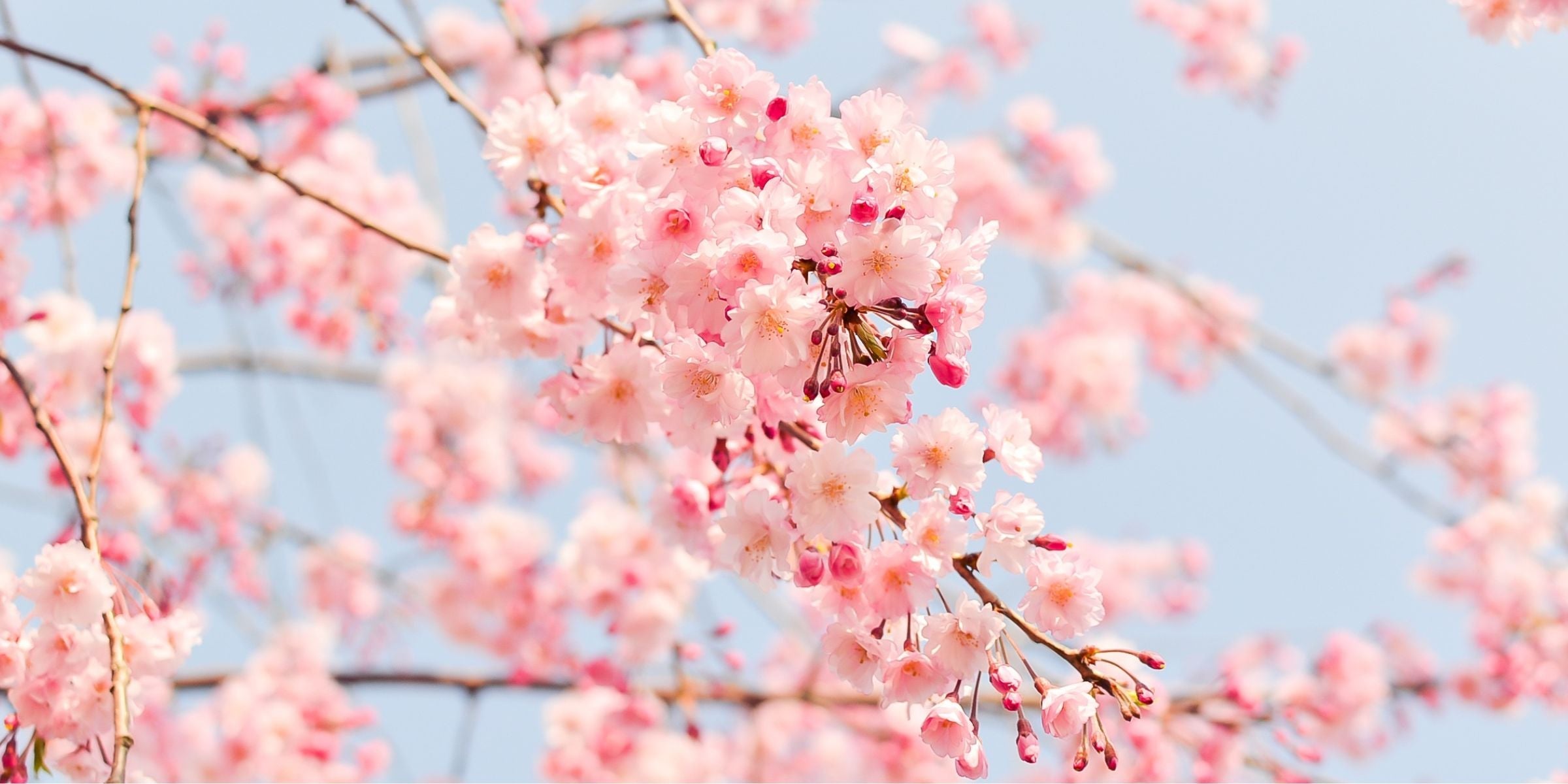 The Bloom Collection Fragrance Oils for diffusers