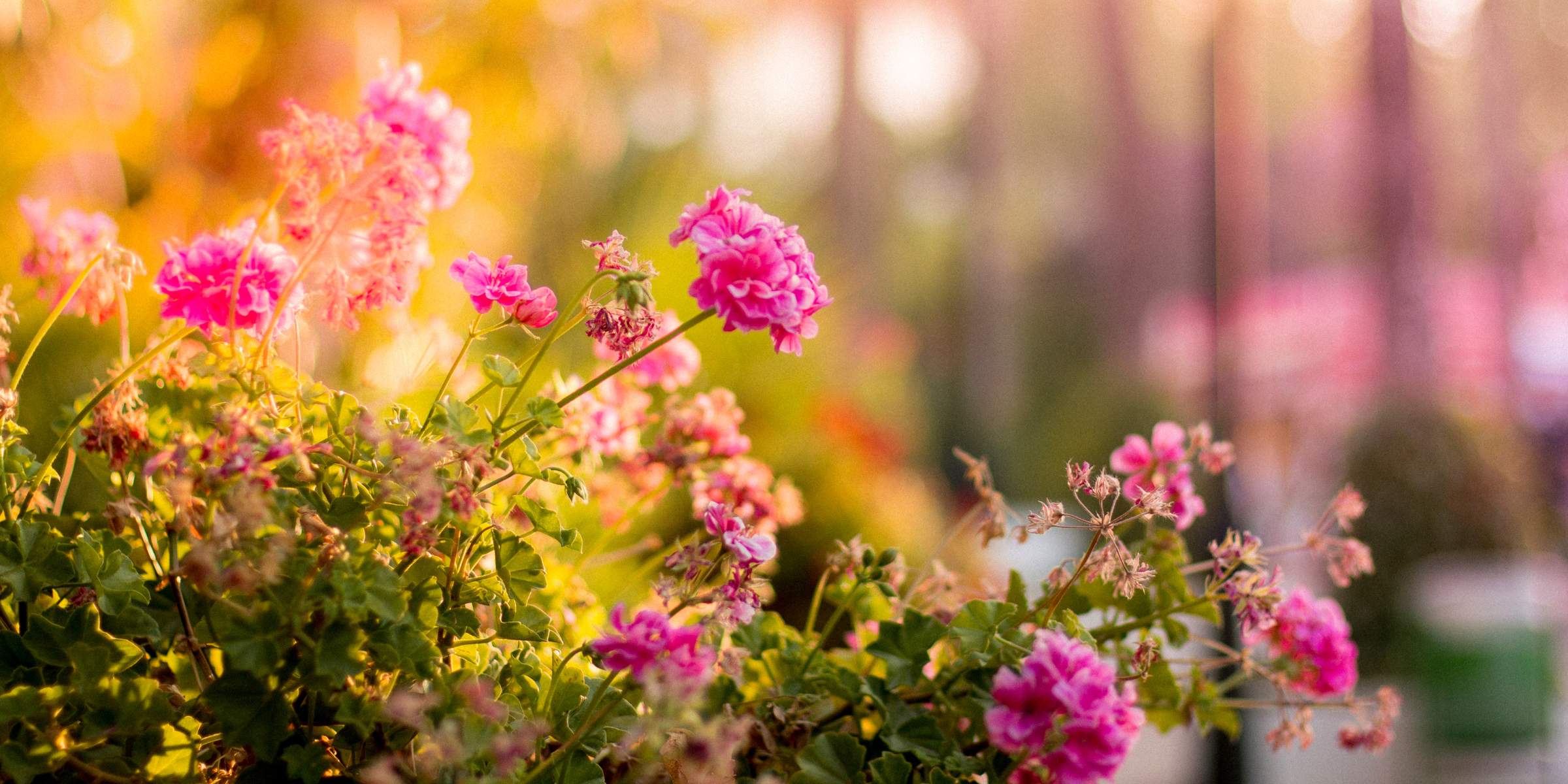 The Garden Collection of fragrance oils for diffusers