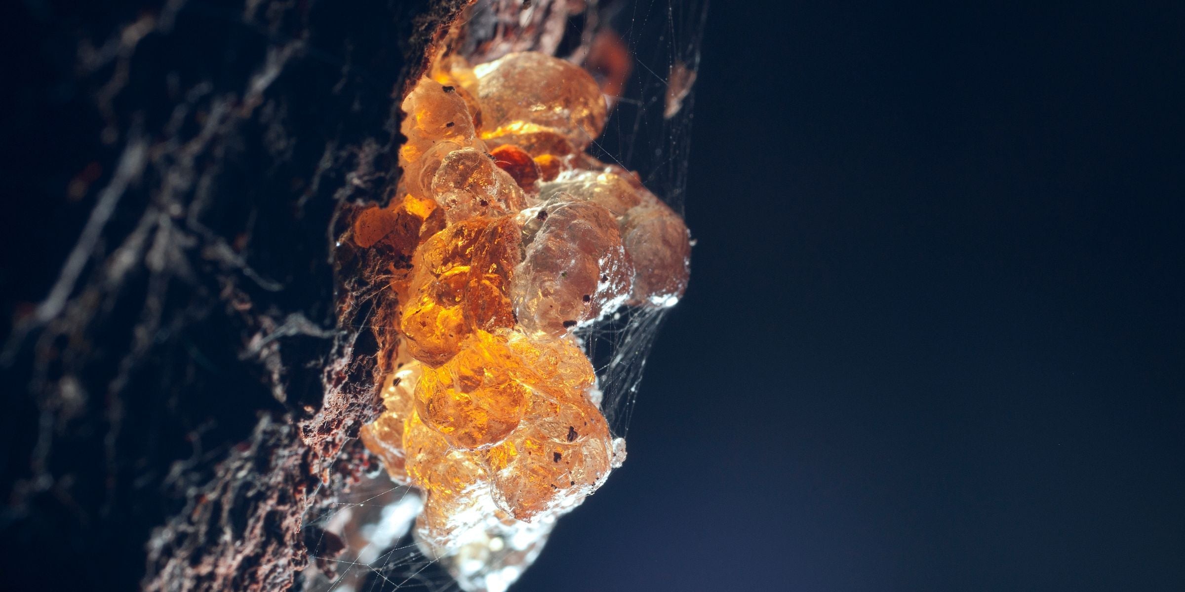The Amber Collection of fragrance oils