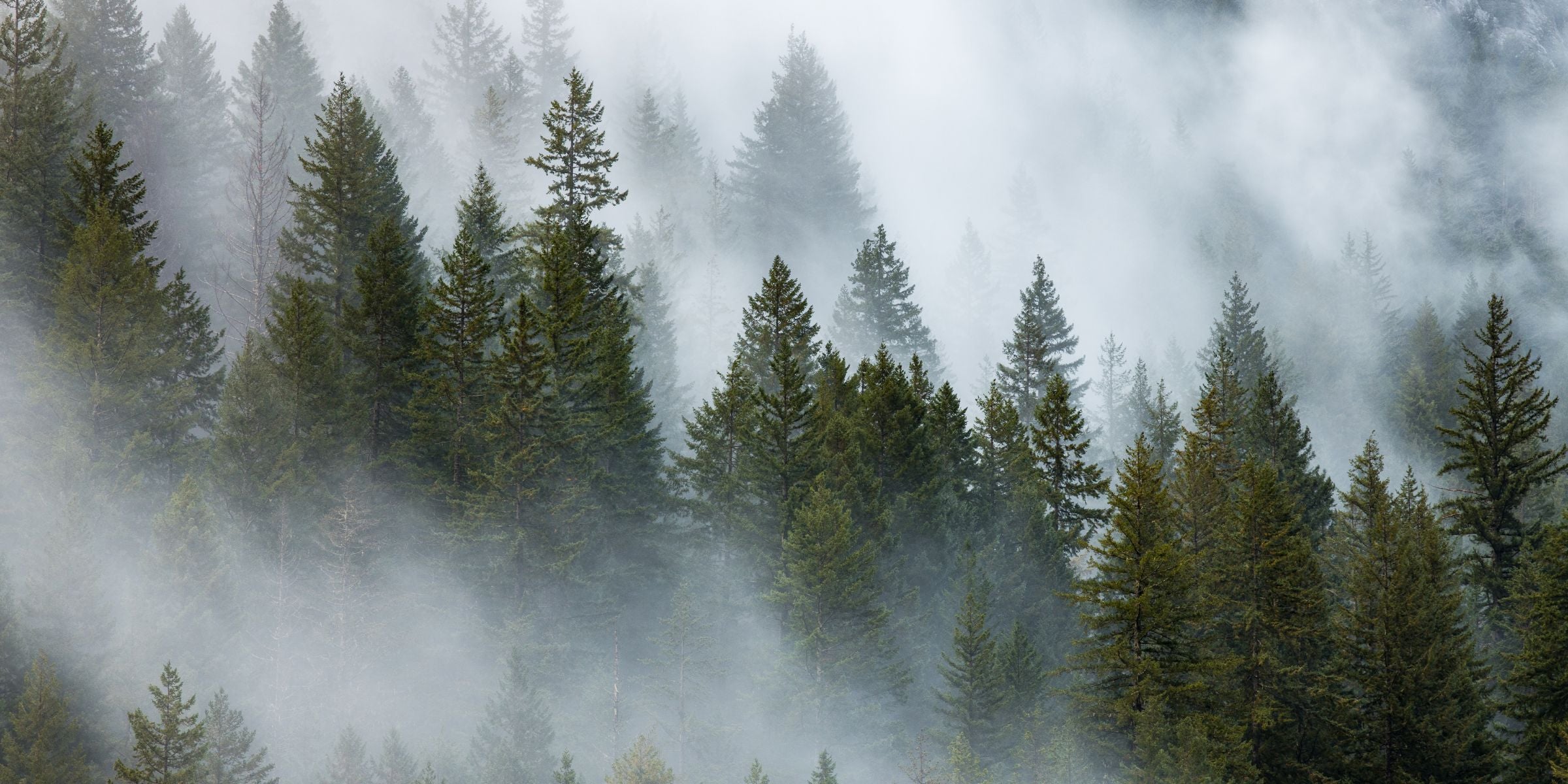 Forest Collection of fragrance oils for diffusers