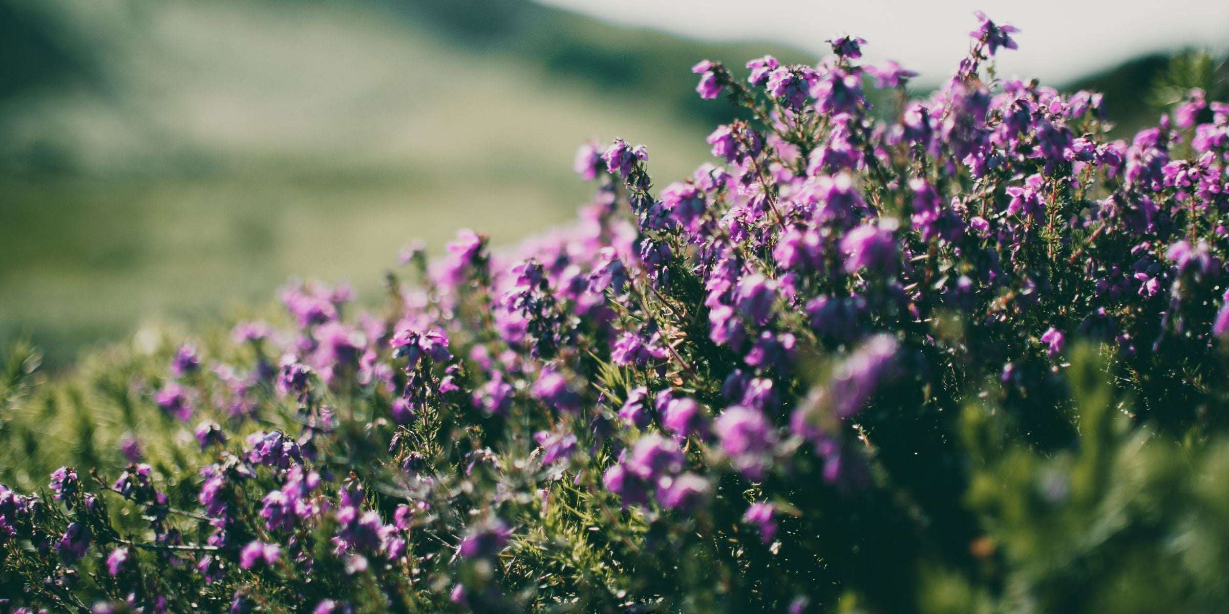 The Wildflower Collection of fragrance oils for diffusers