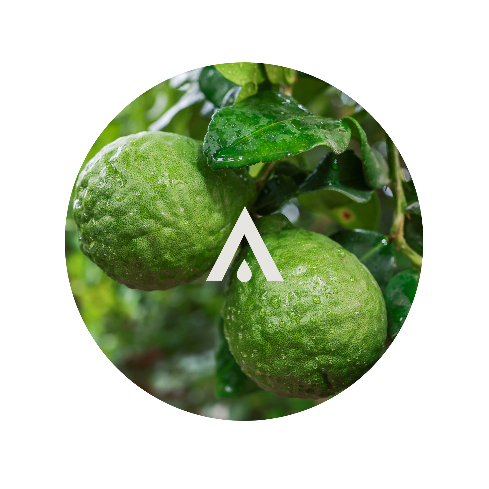 Bergamot Essential Oil for diffusers