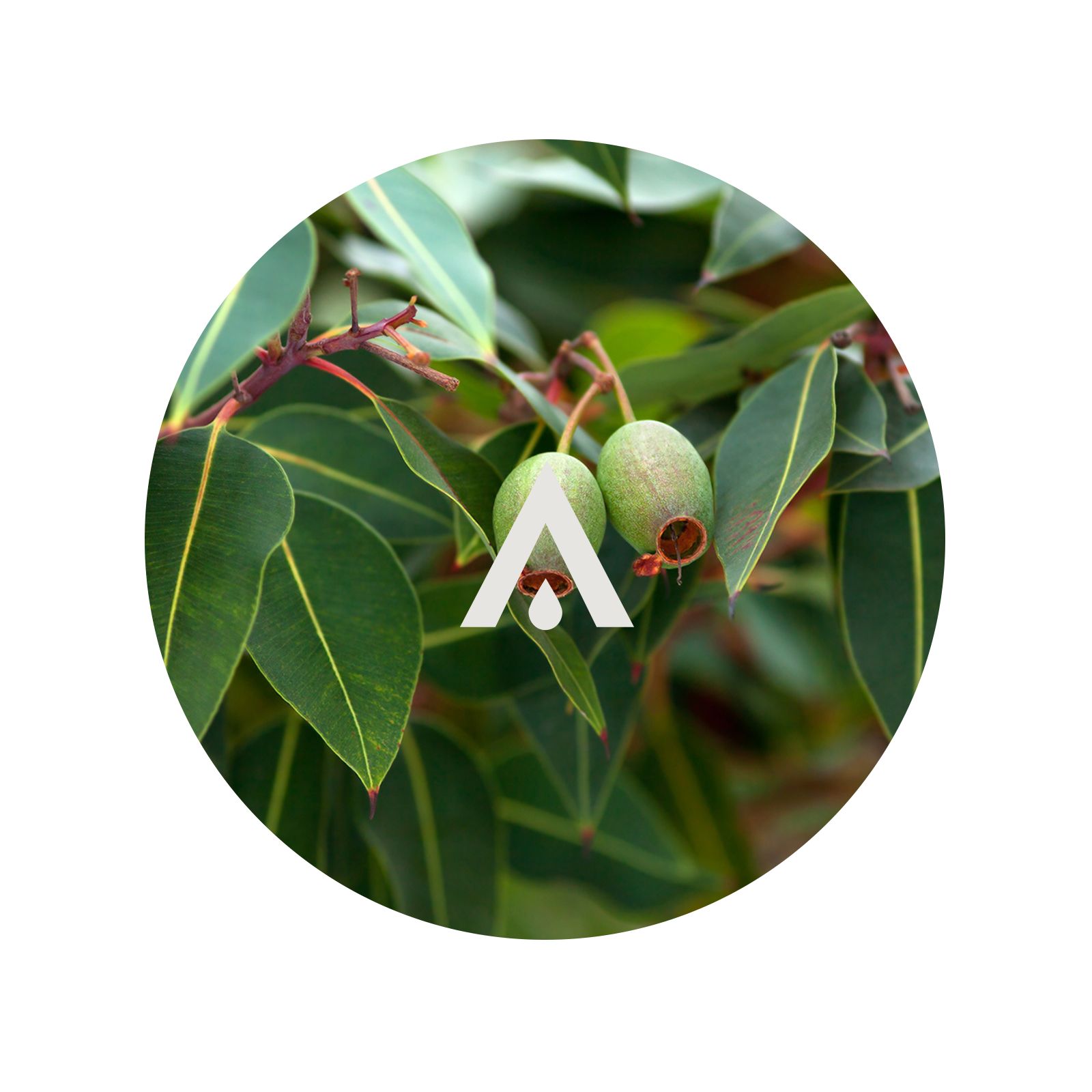 Circular image of eucalyptus leaves with a logo overlay