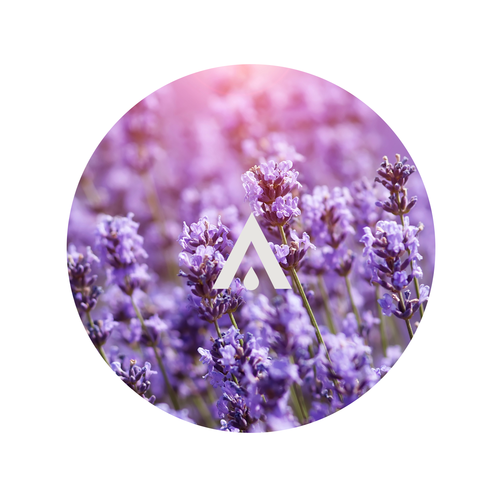 Circular image of lavender flowers with a logo in the center