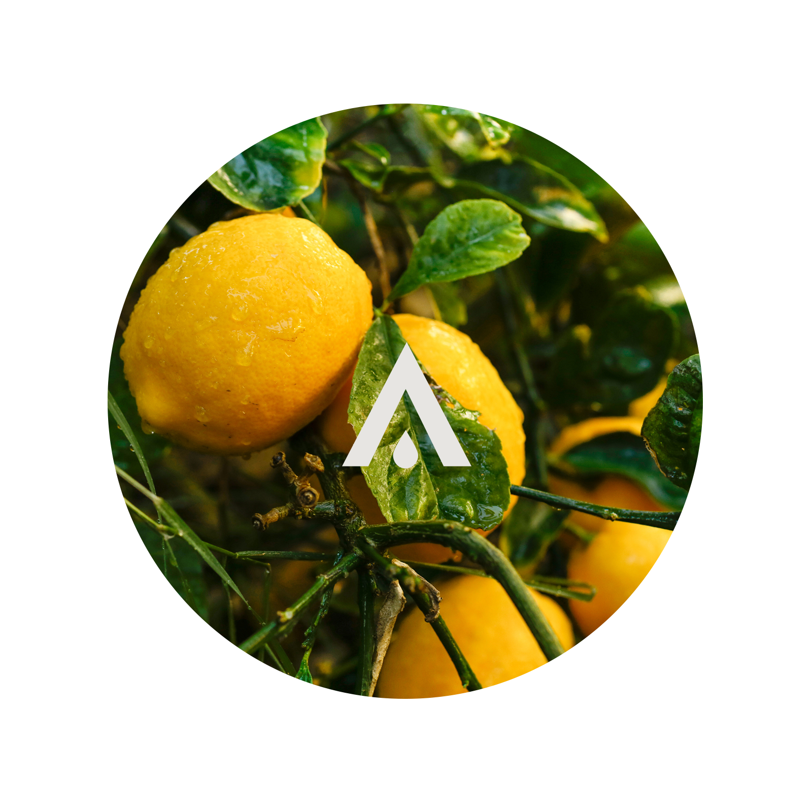 Close-up of lemons on a tree with a brand logo overlay
