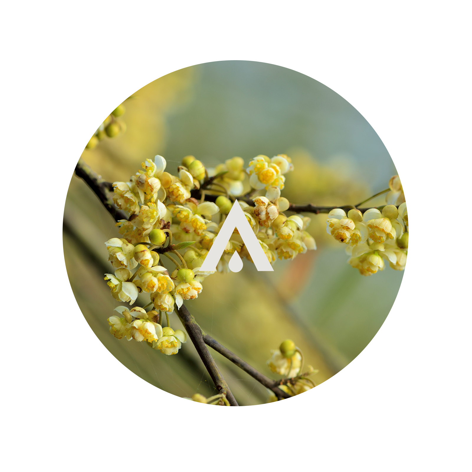 Close-up of Litsea Cubeba flowers on a branch with a blurred background