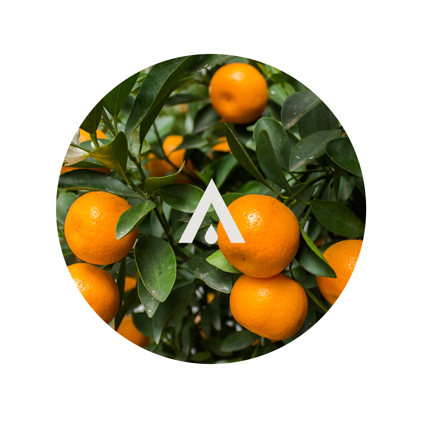 Mandarins on a tree with a brand logo overlay