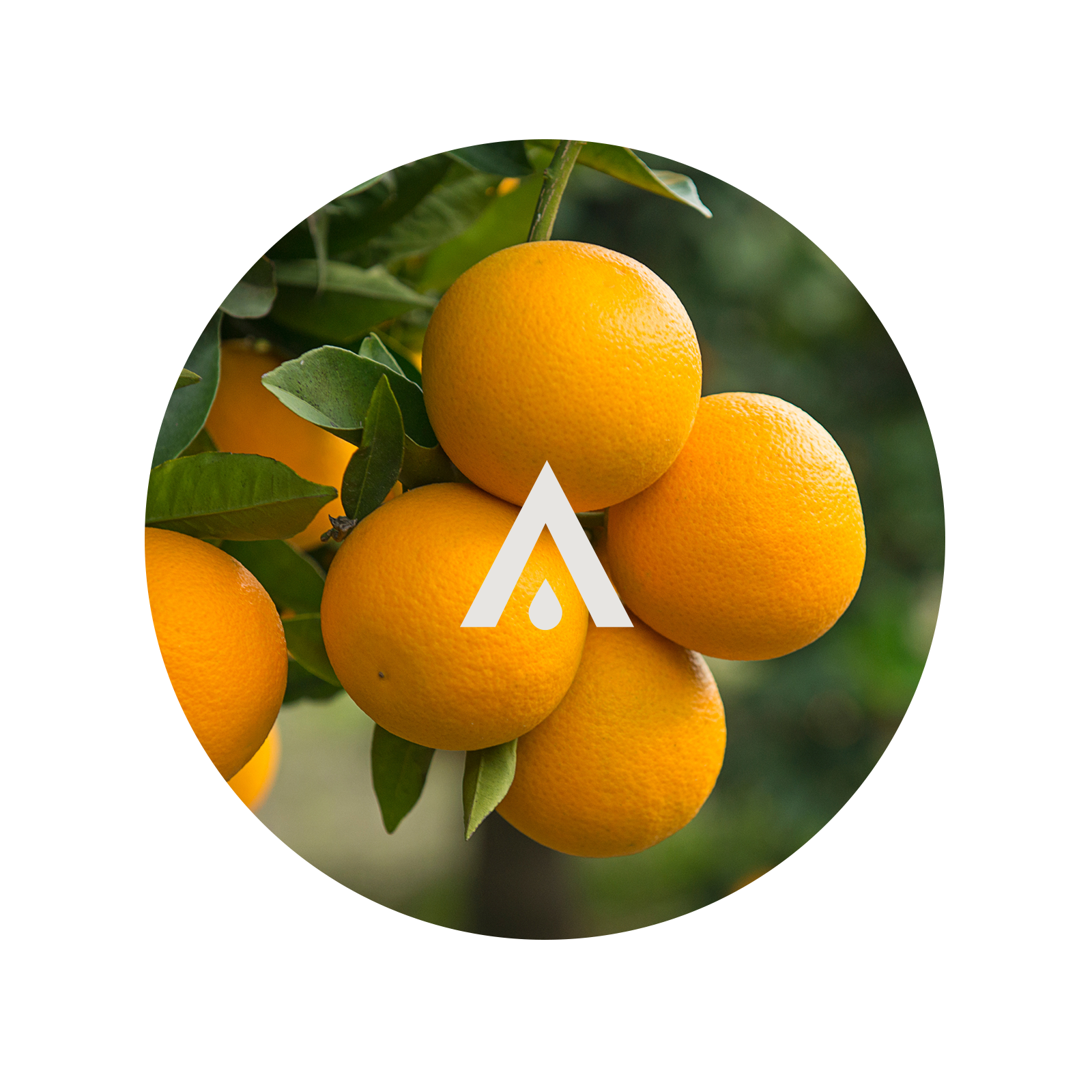 Oranges on a tree with a logo overlay