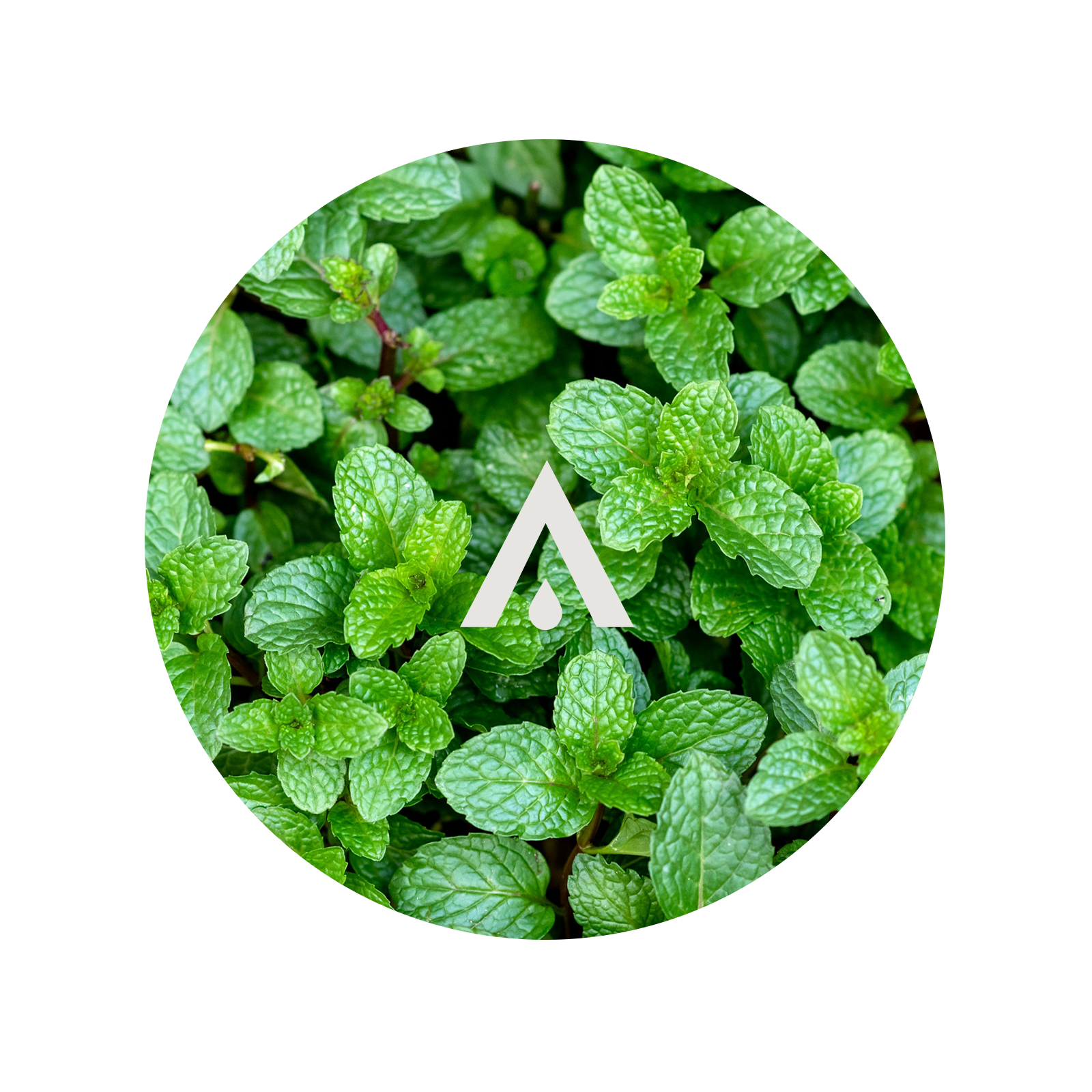 Circular image of peppermint leaves with a white triangle logo in the center
