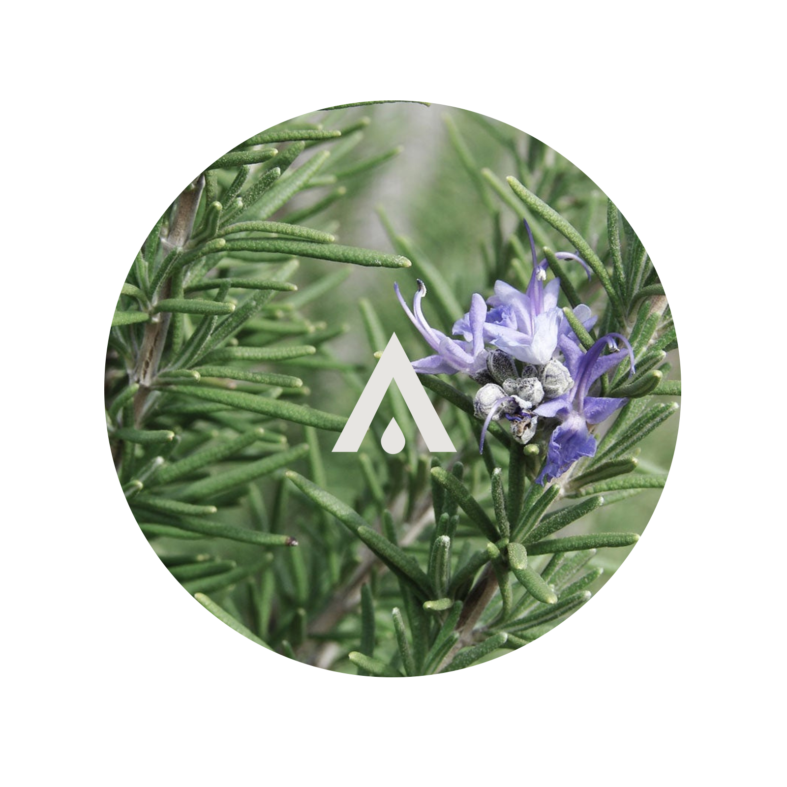 Rosemary plant with a small purple flower and a logo in the center.