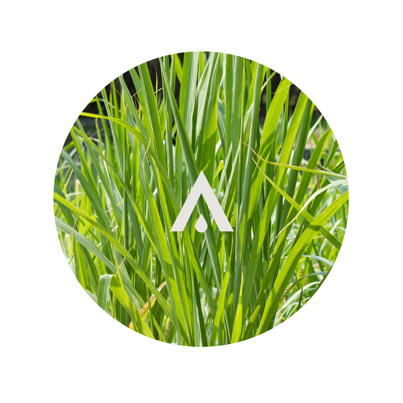 Circular image of Lemongrass with a white logo in the center