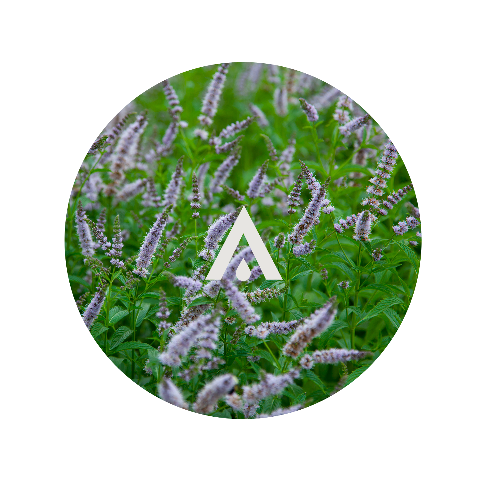 Circular image of spearmint foliage with a white logo in the center