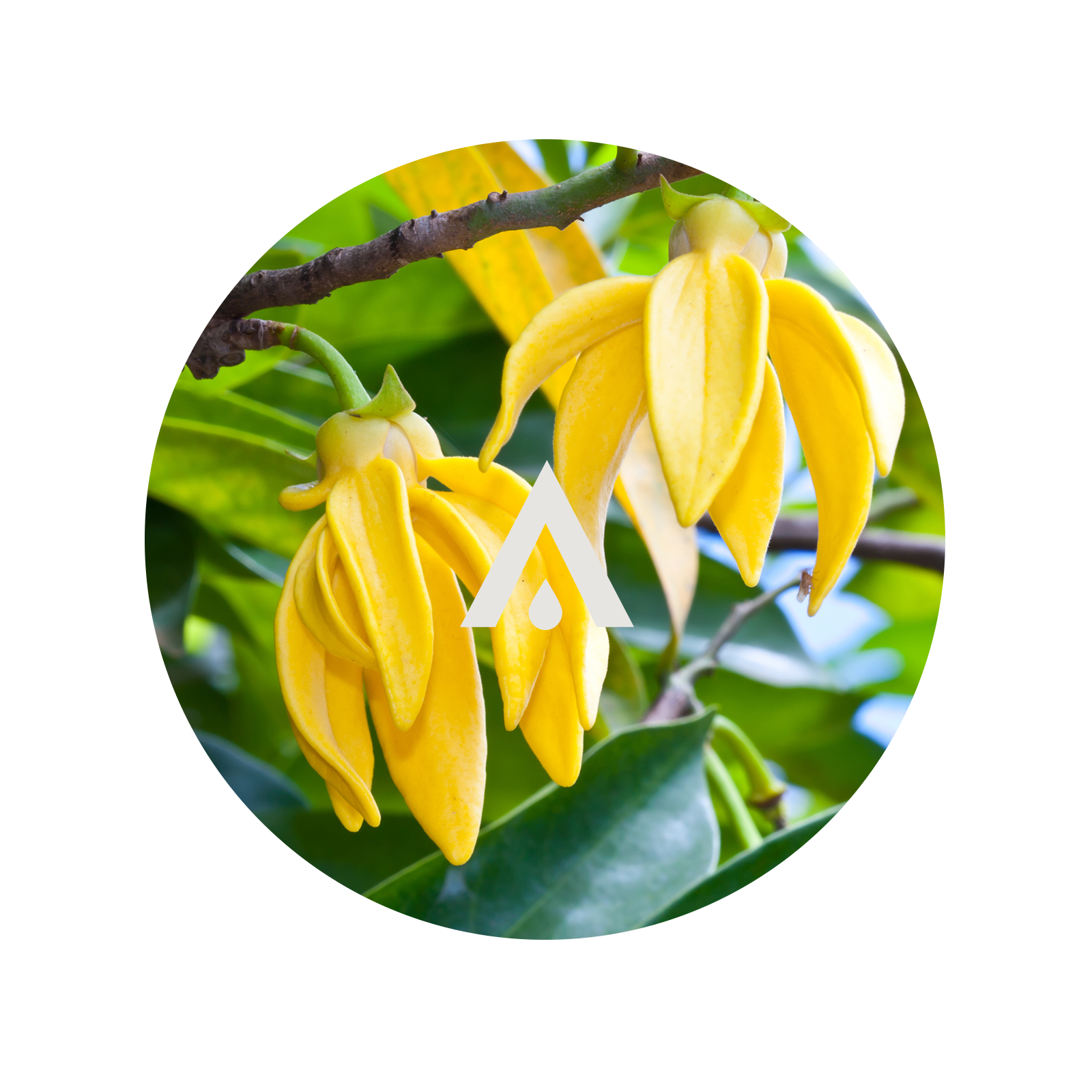 Close-up of ylang ylang flowers with green leaves on a white background