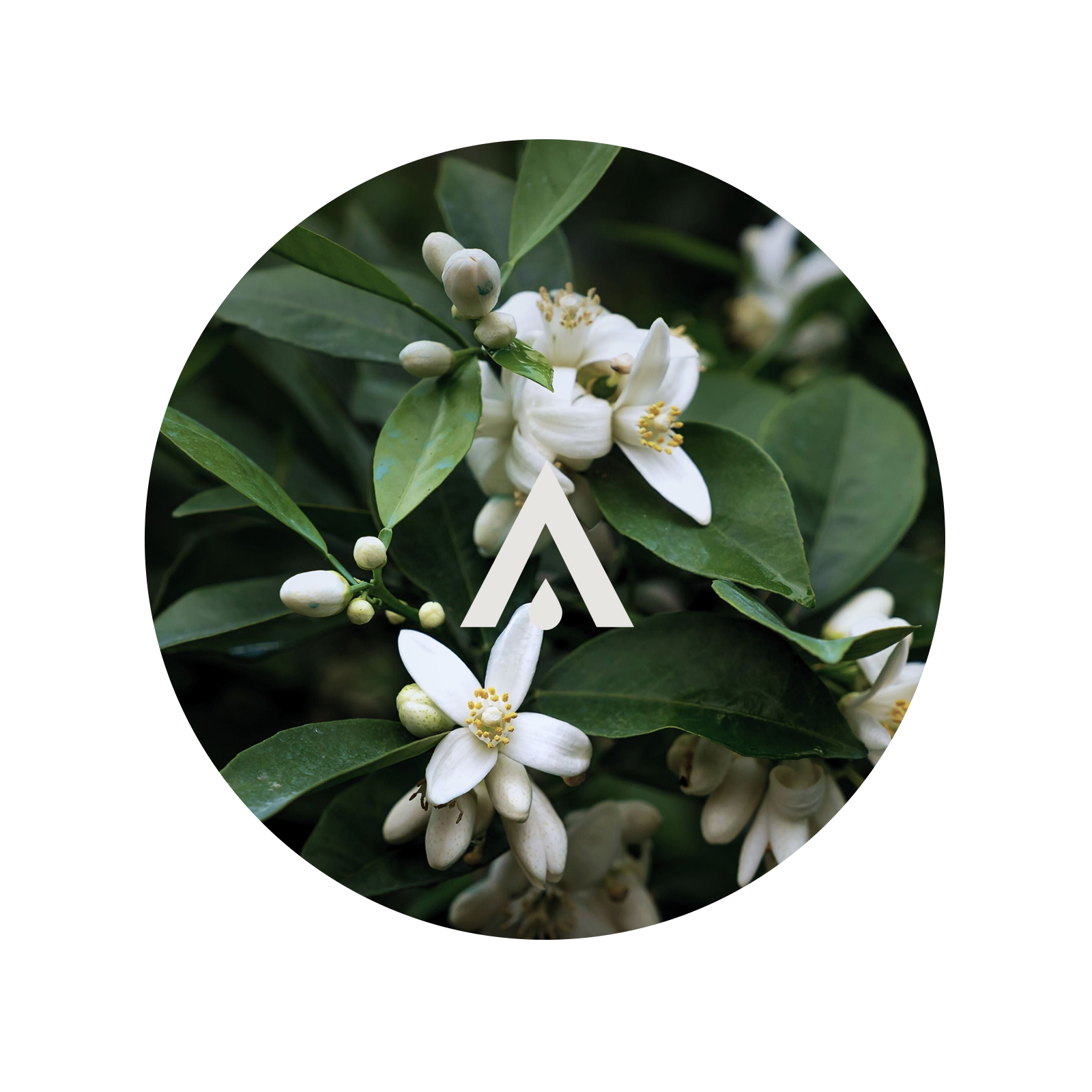 White Petitgrain flowers with green leaves on a white background