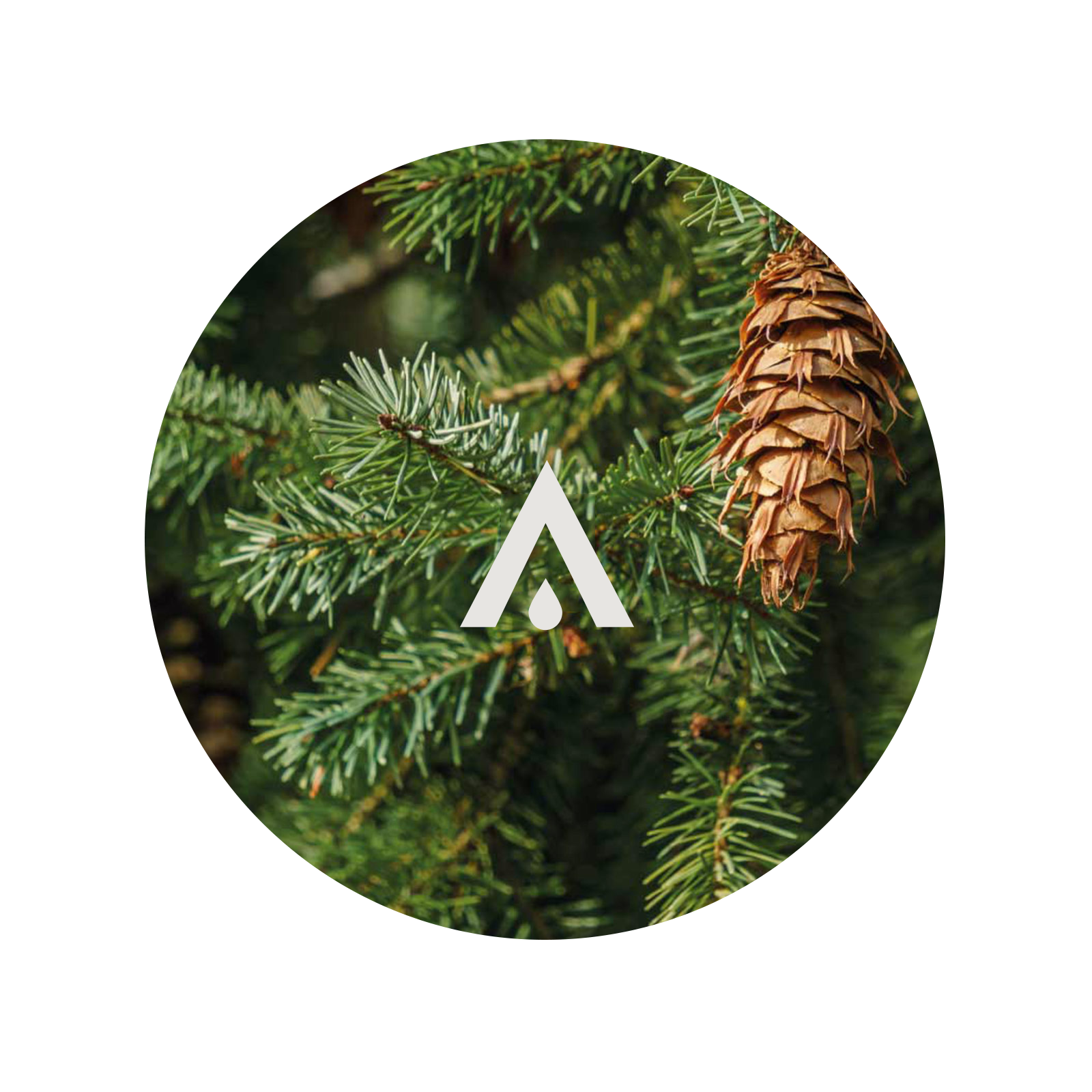 Close-up of fir branches with a fir cone and a logo in the center.