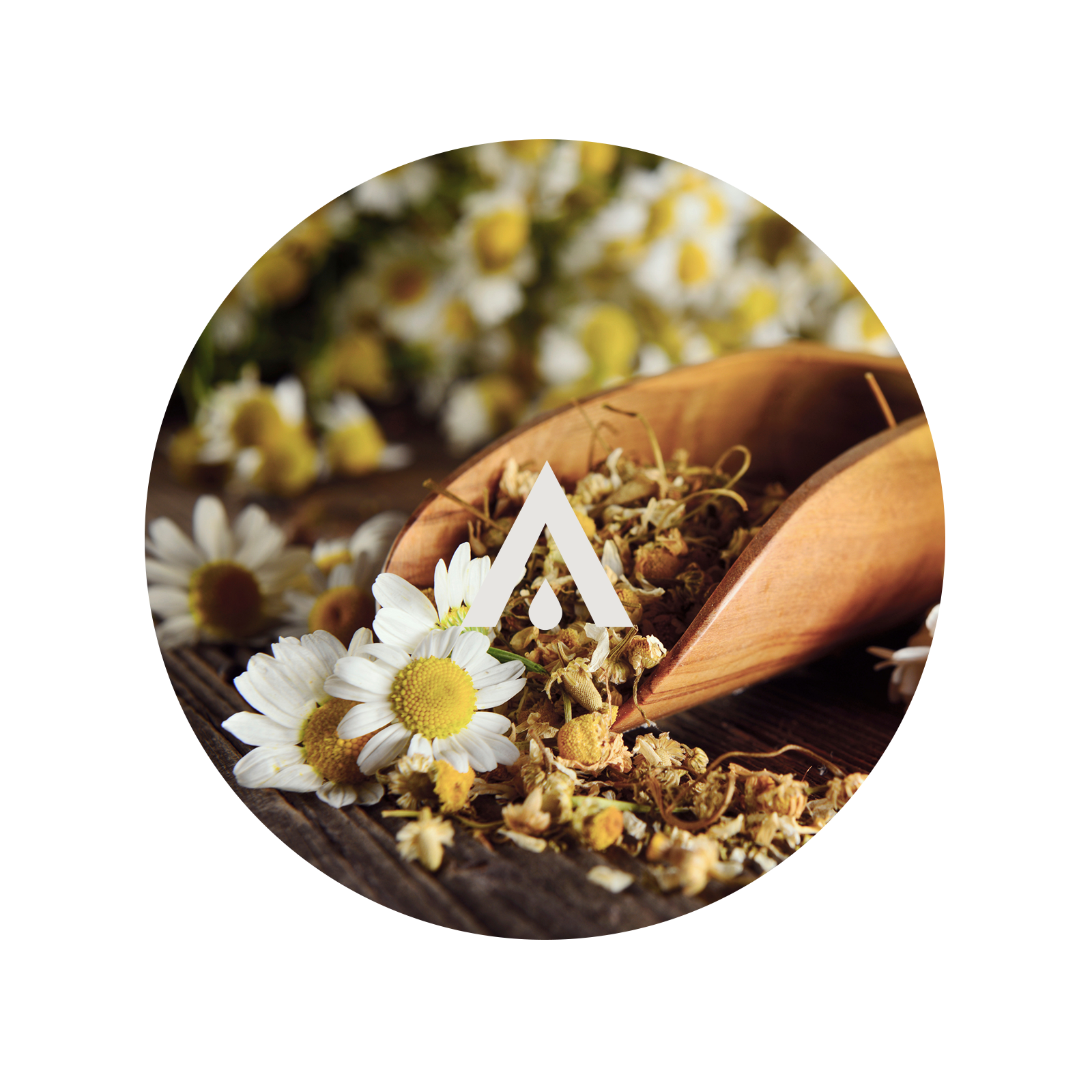 Wooden scoop with dried chamomile  flowers on a white background