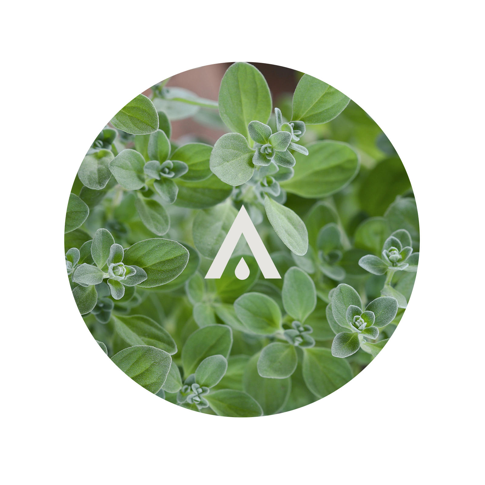 Circular image of green marjoram leaves with a logo in the center
