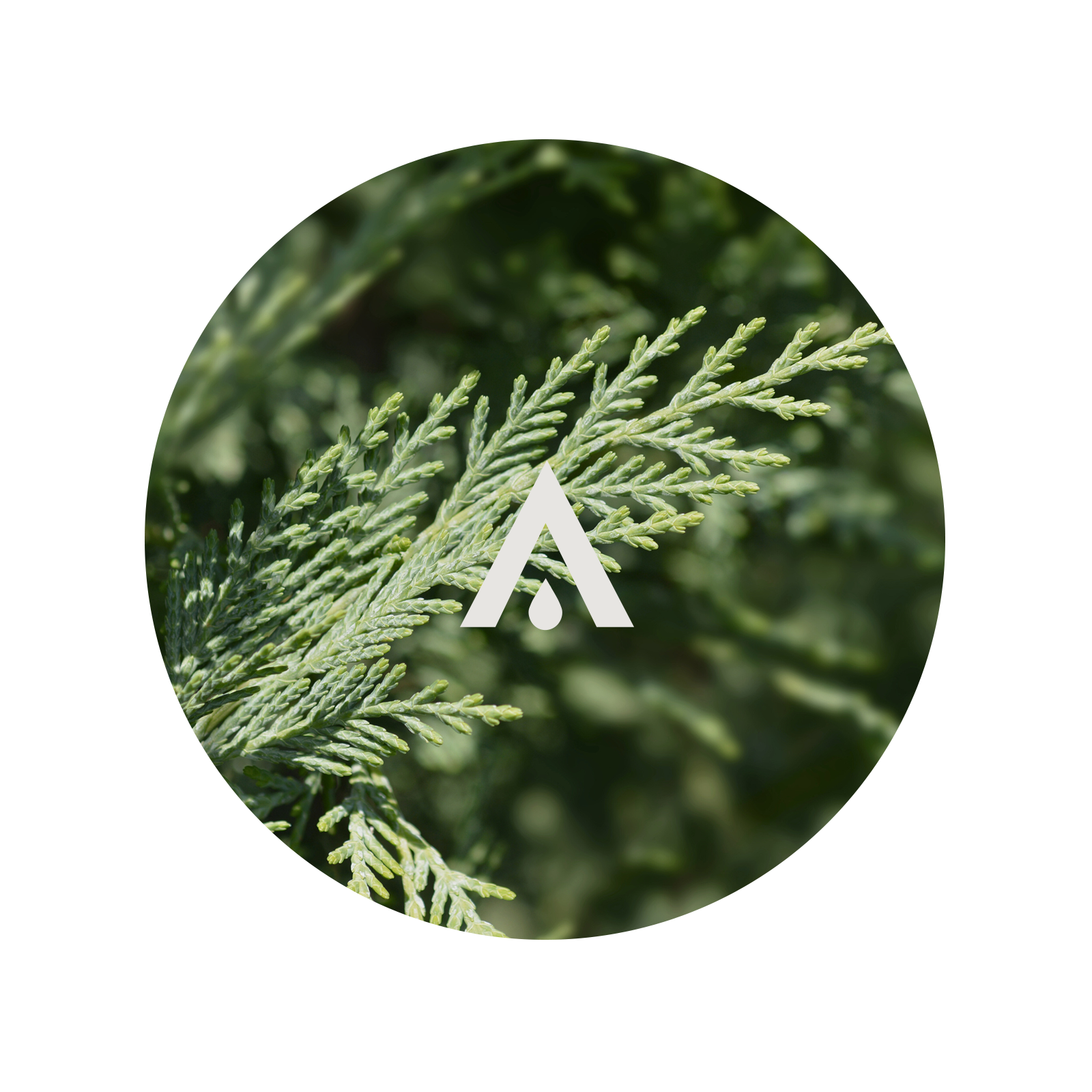 Circular logo with a white letter 'A' on a cypress twig background
