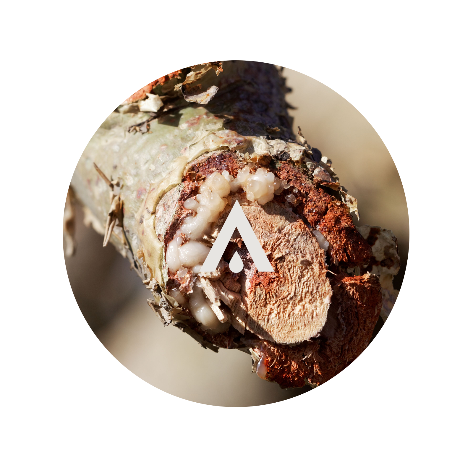 Close up of a boswelia branch with frankincense resin on it