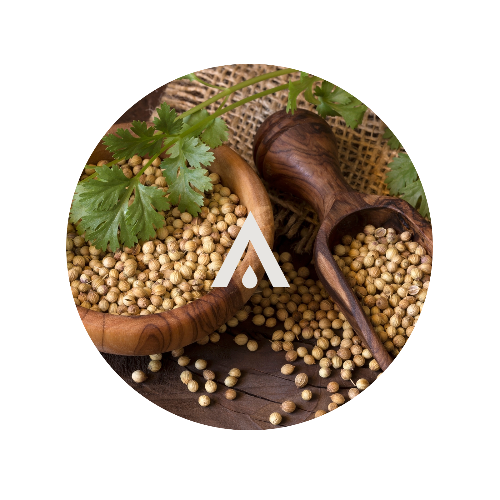Wooden bowl and spoon with coriander seeds and greens on a wooden board