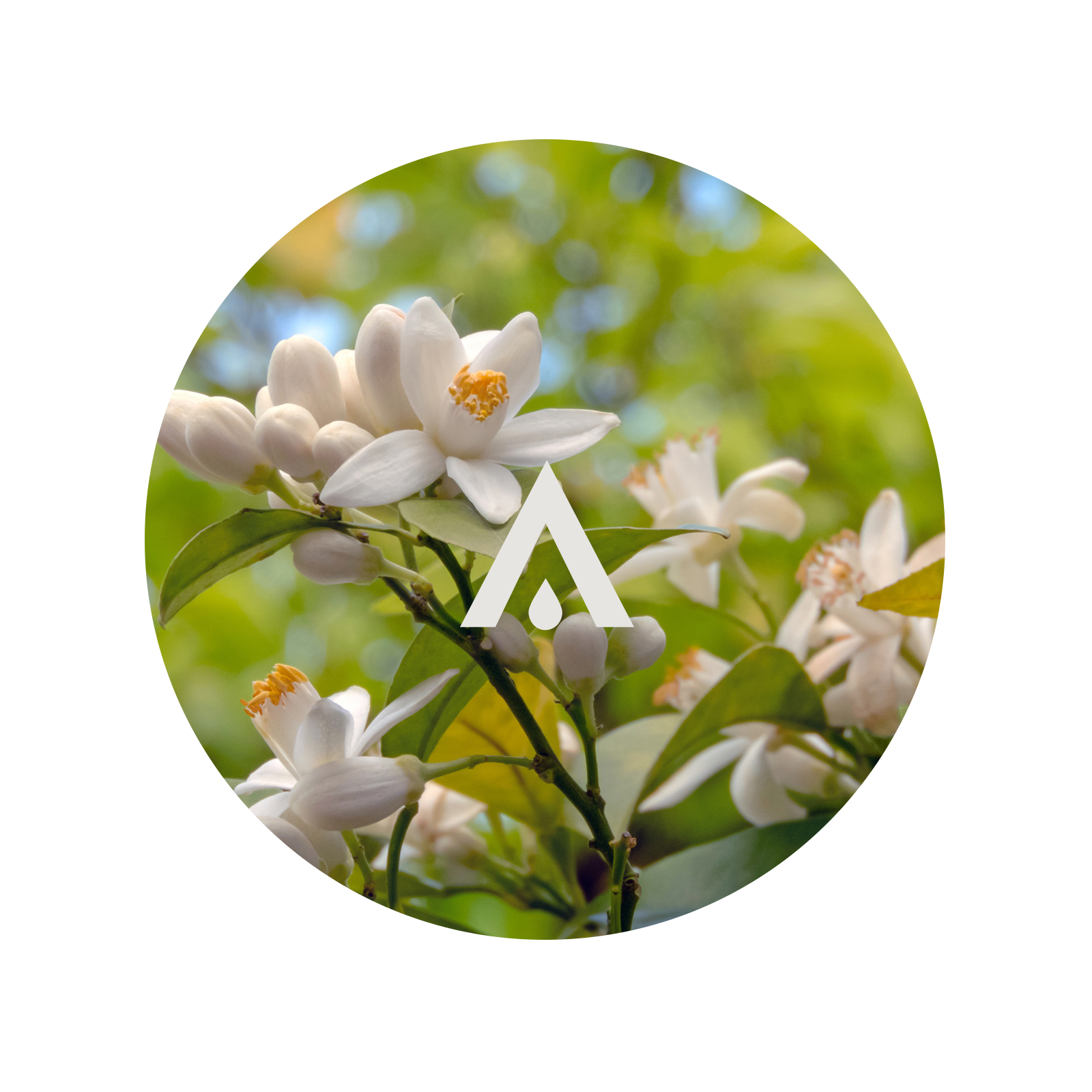 Close-up of neroli flowers with a blurred green background