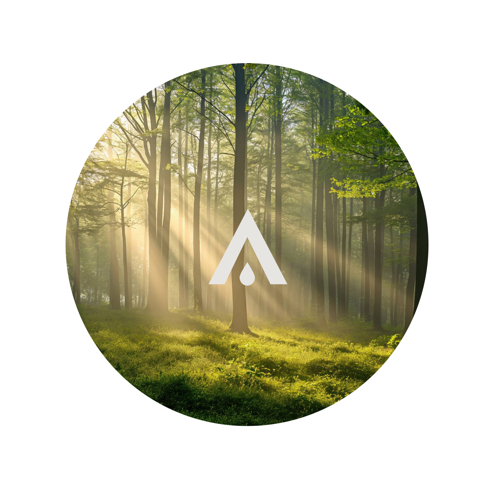 Forest scene with sunlight filtering through trees, featuring a logo in the center.